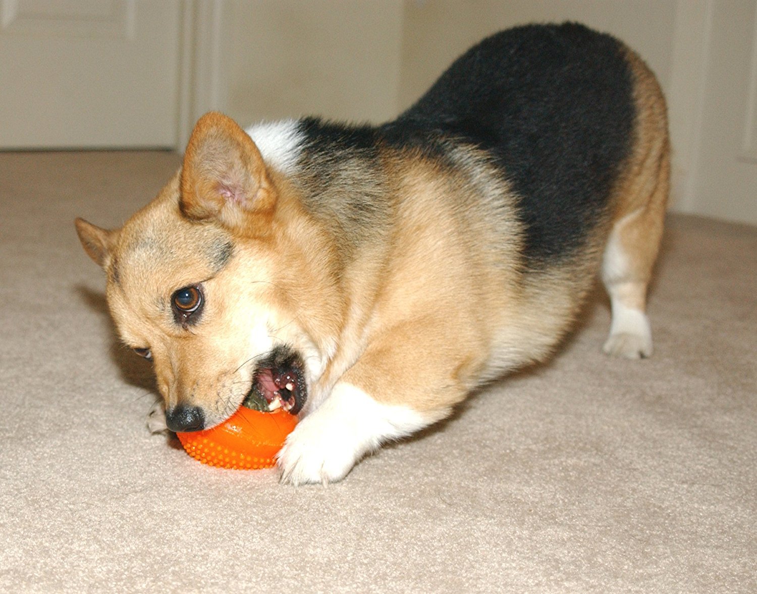 Starmark Everlasting Treat Bento Ball Tough Dog Chew Toy Large