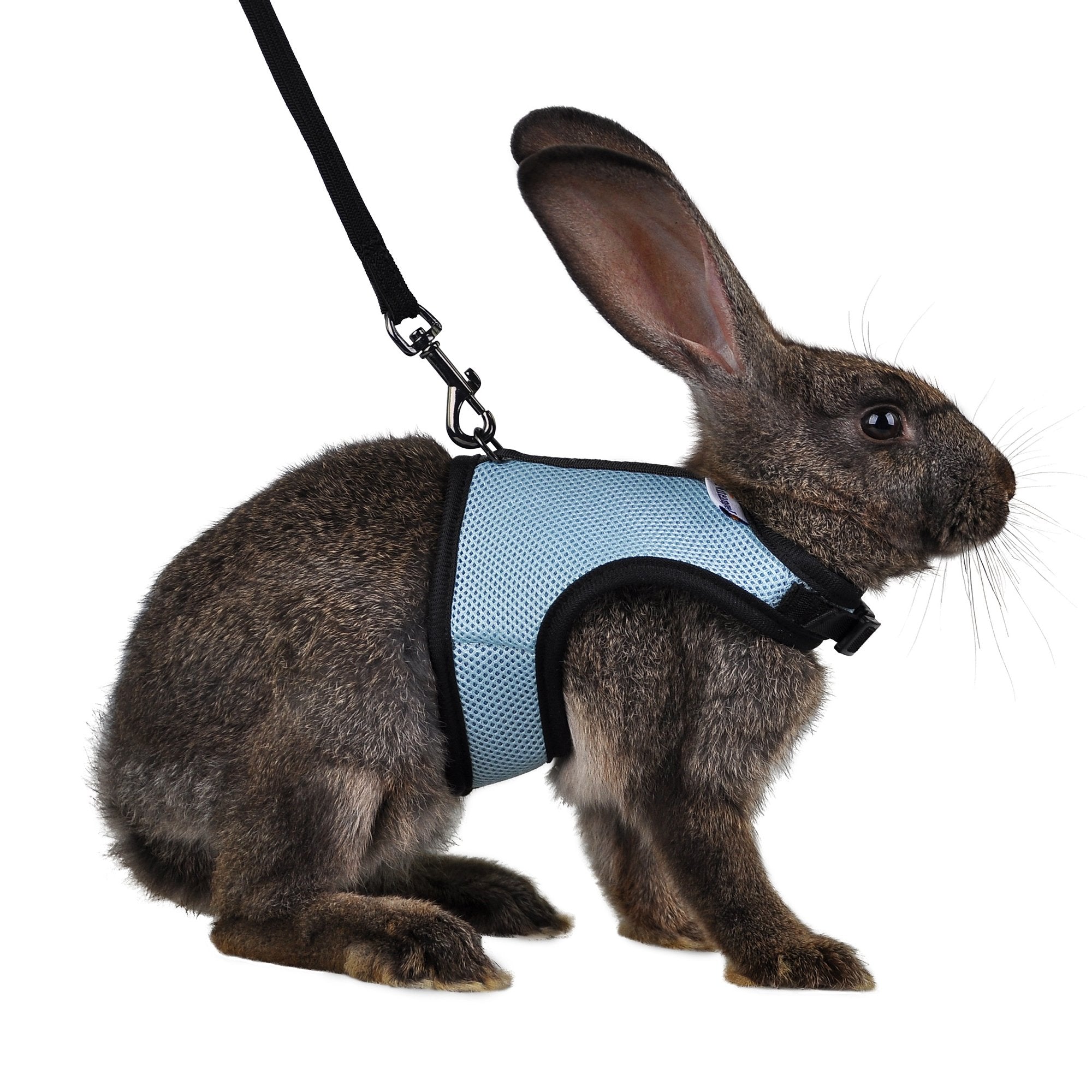 Niteangel Adjustable Soft Harness With Elastic Leash For Rabbits (M, Black)