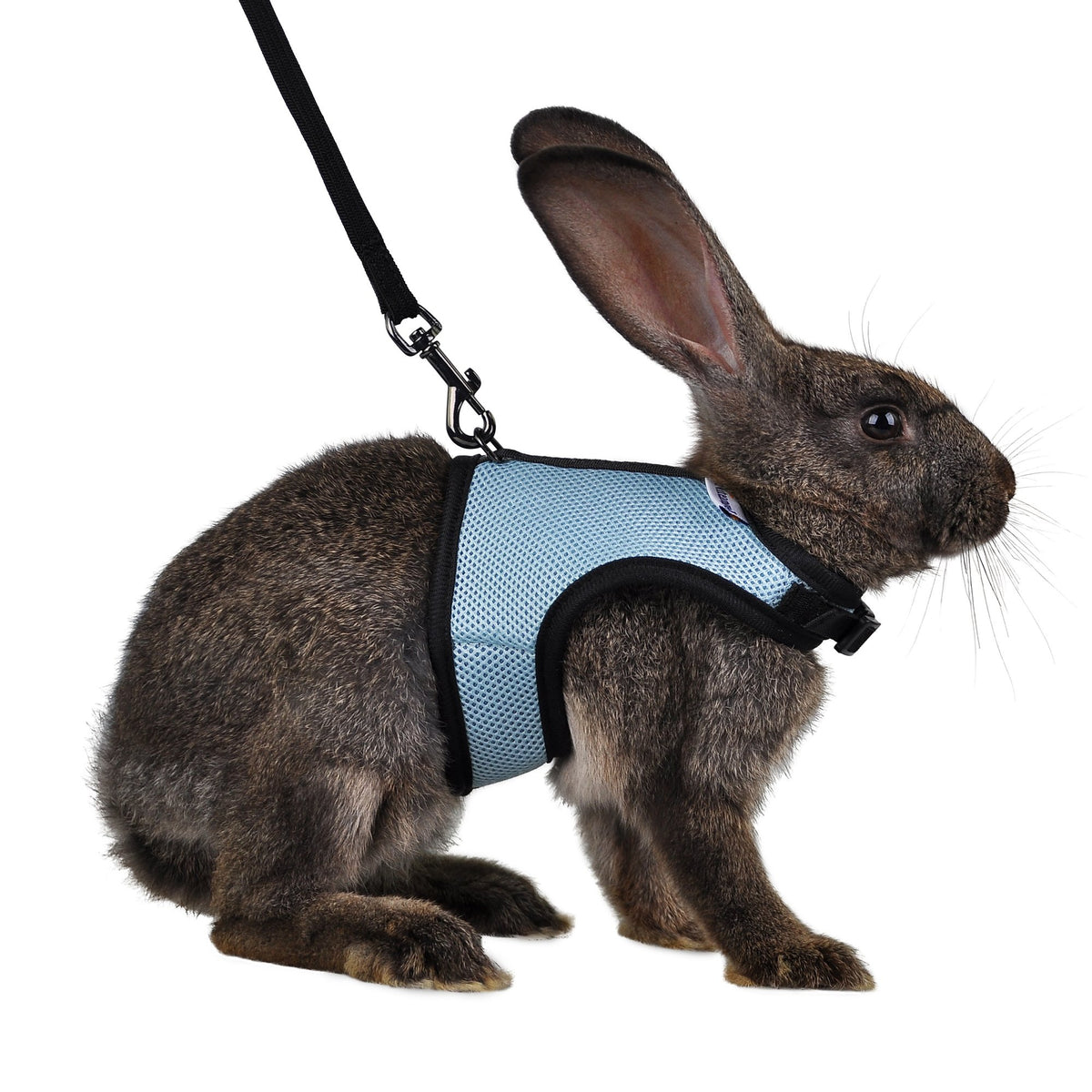 Niteangel Adjustable Soft Harness With Elastic Leash For Rabbits (M, Blue)