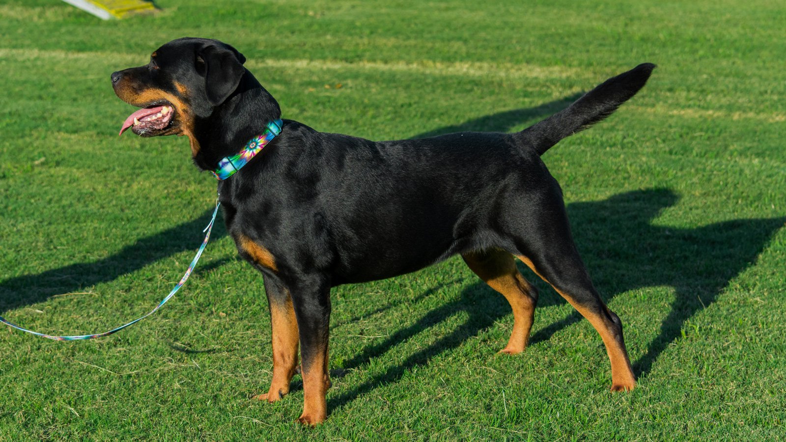 Country Brook Petz - Tie Dye Flowers Martingale Dog Collar - Groovy Collection Featuring Far Out Designs (1 Inch, Extra Large)
