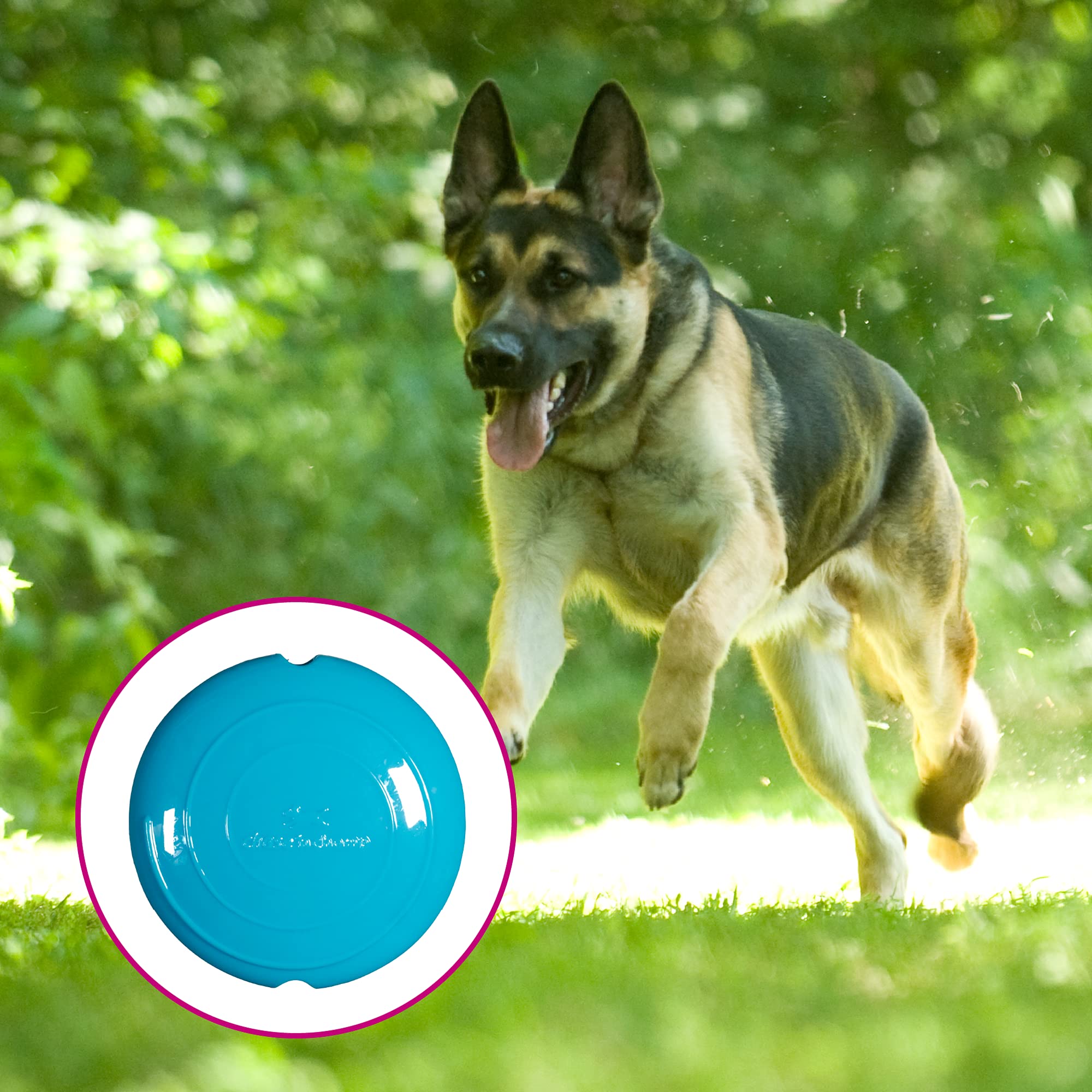 Chase 'N Chomp Field Disc Pet Chew Toy, Assorted, 4.75 Inch, Blue Or Green