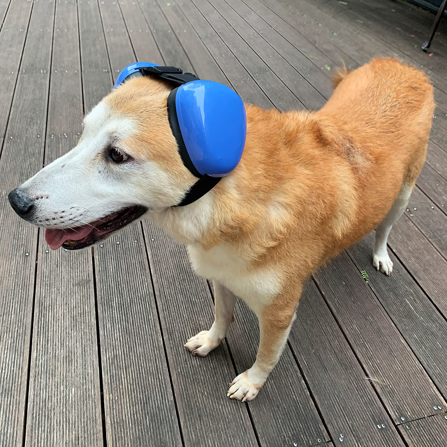 Deryep Dog Earmuffs For Hearing Protection 29Db Nrr Ear Muffs Noise Protection (Medium, Blue)