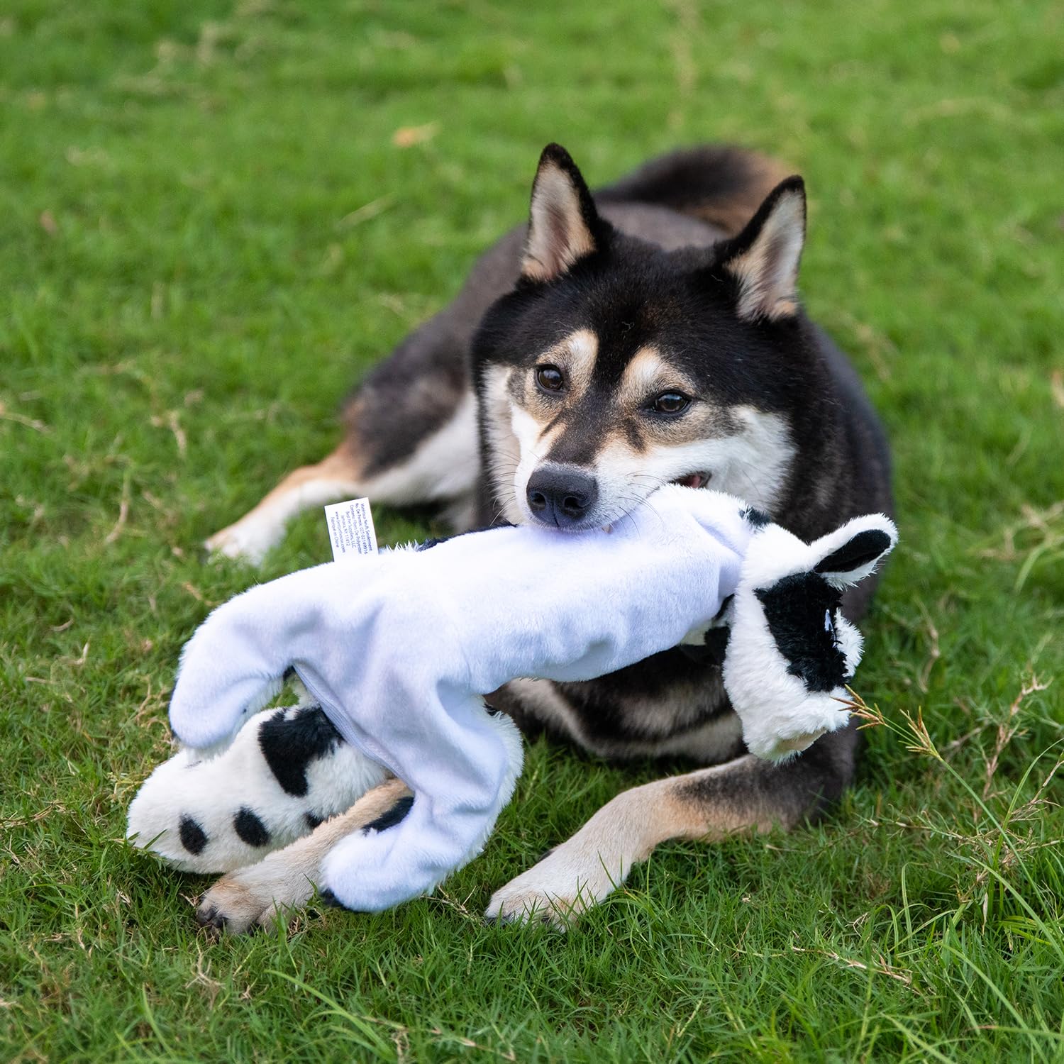 Best Pet Supplies 2-In-1 Stuffless Squeaky Dog Toys With Soft, Durable Fabric For Small, Medium, And Large Pets, No Stuffing For Indoor Play, Holds A Plastic Bottle - Cow, Large