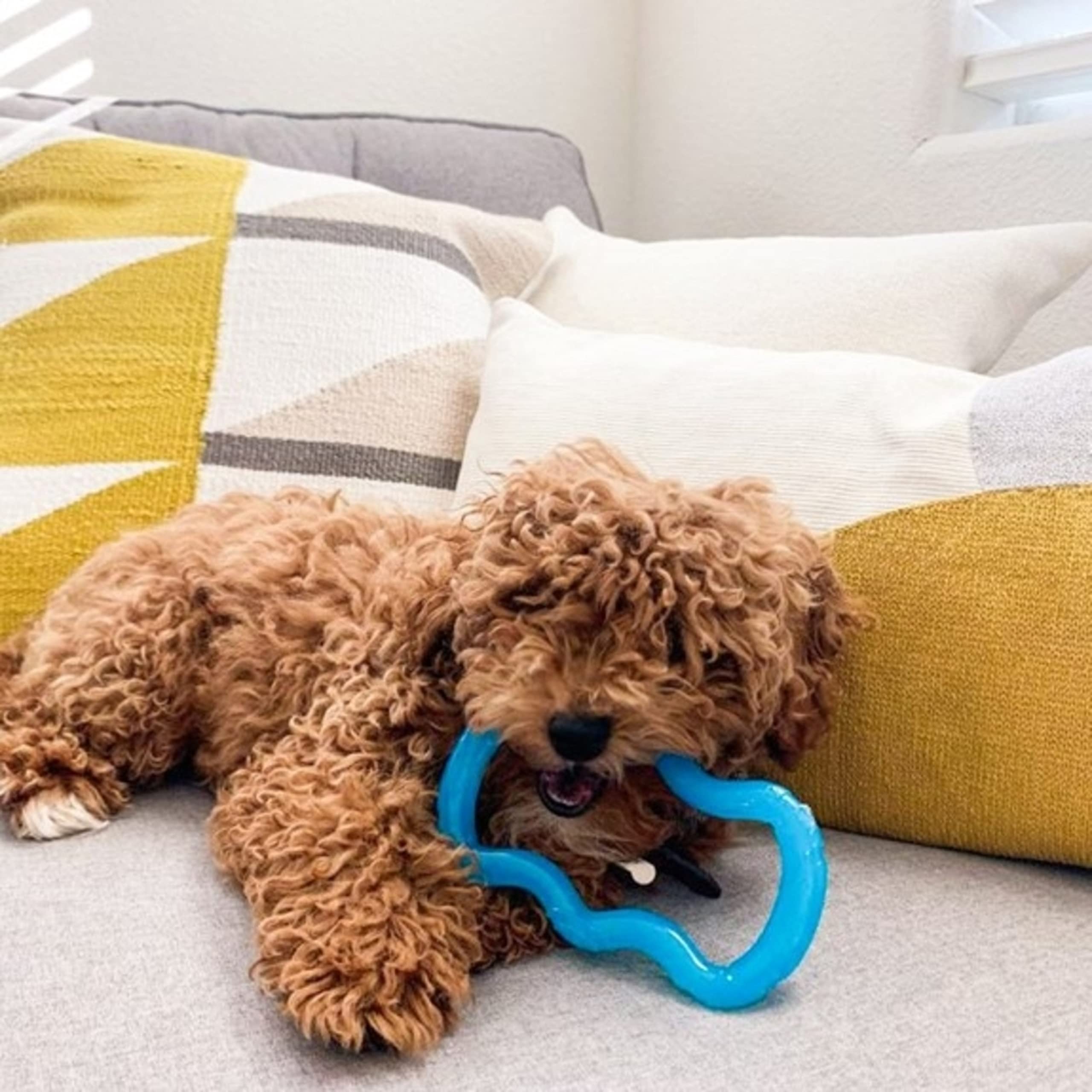 Nylabone Teethe N Tug Puppy Chew Toy for Dogs, Teething Play Toys for Puppies, Blue, X-Small - Up to 15 lbs, 1 Count