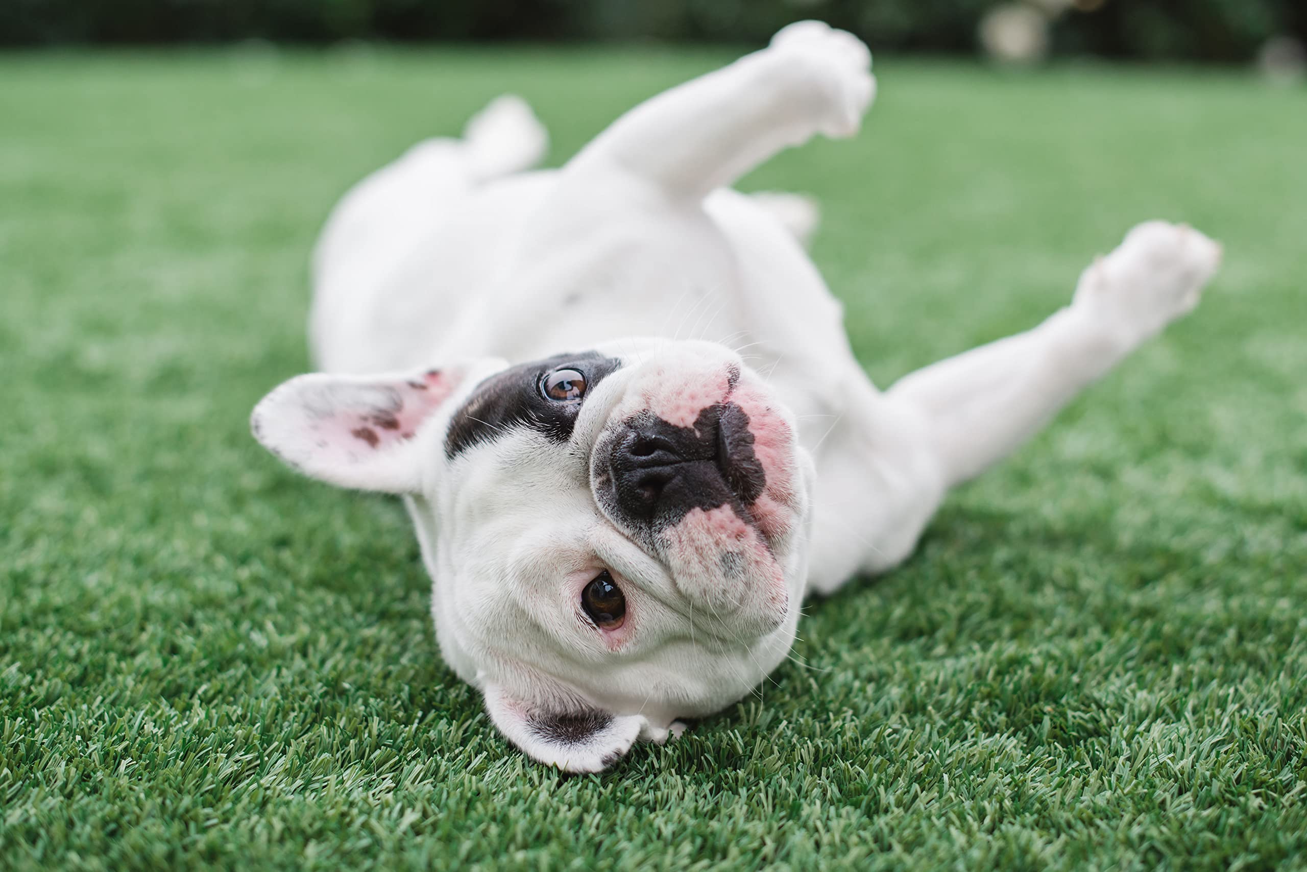 Bioturf Bios+ Artificial Turf Pet Odor Eliminator - Organic, Non-Toxic, Enzyme Concentrate - Safe For Use Around Kids, Pets, & P