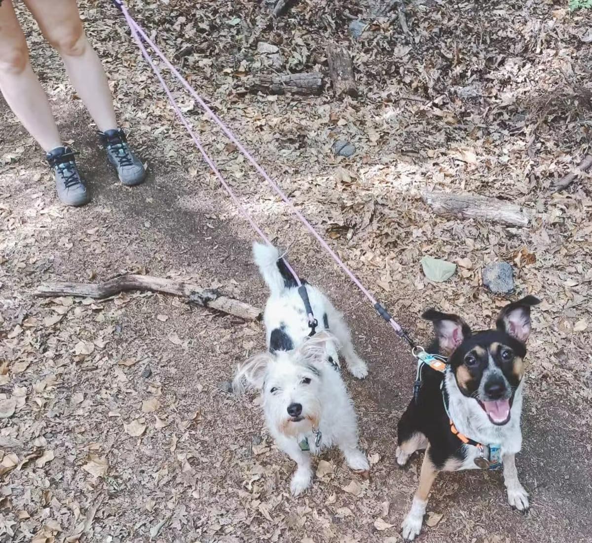 Mycicy Double Dog Leash Coupler, Extension Rope for Two Dogs, No Tangle Dual Dog Lead Splitter for Small Medium Dogs 10-35 lbs (