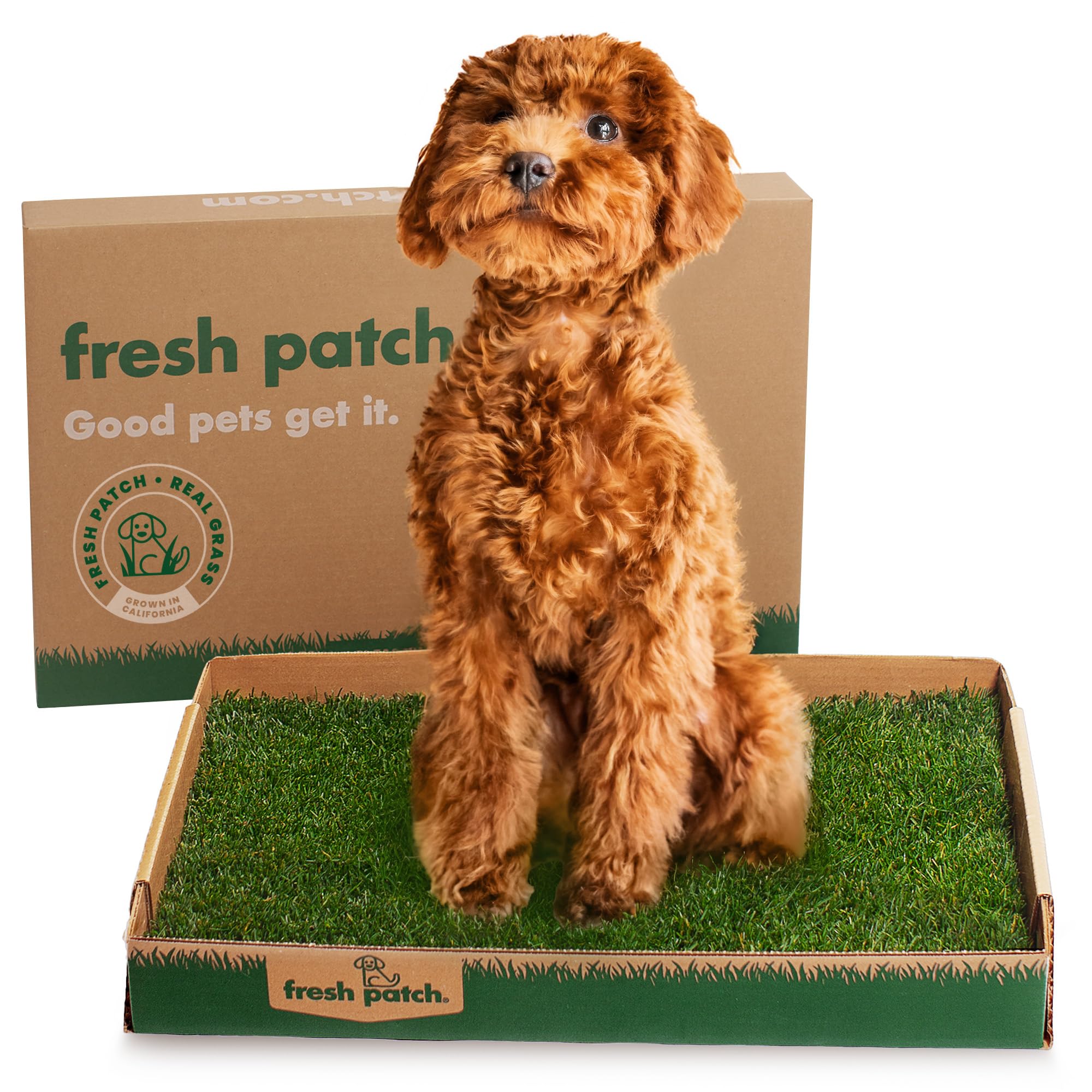 Fresh Patch Real Grass Patch For Dogs, Cats, And Small-Medium Pets Under 15 Pounds - Disposable Pet Grass Pee Pads - Indoor And 