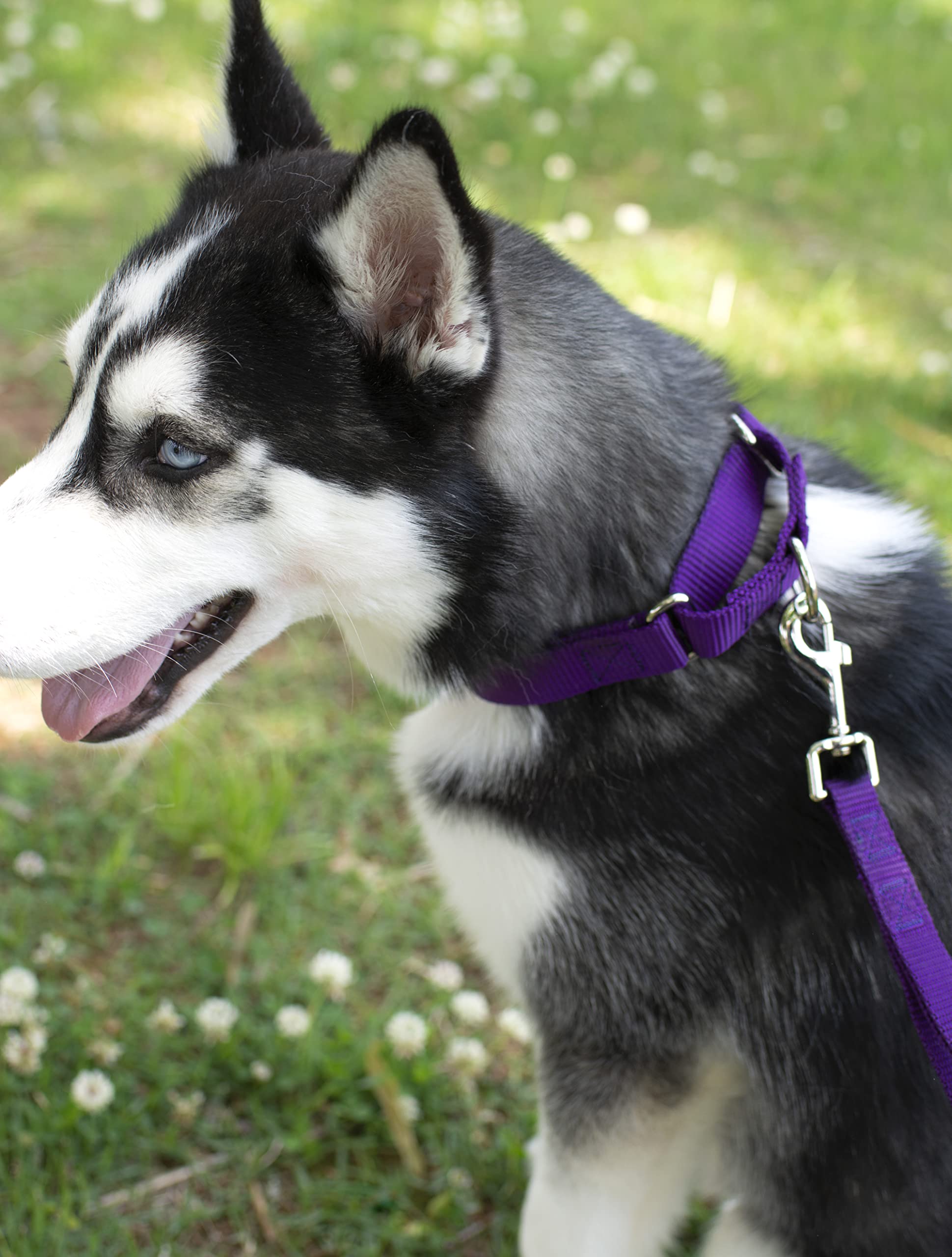 Country Brook Design - Purple Martingale Heavy Duty Nylon Dog Collar - 21 Vibrant Color Options (1 Inch Width, Large)