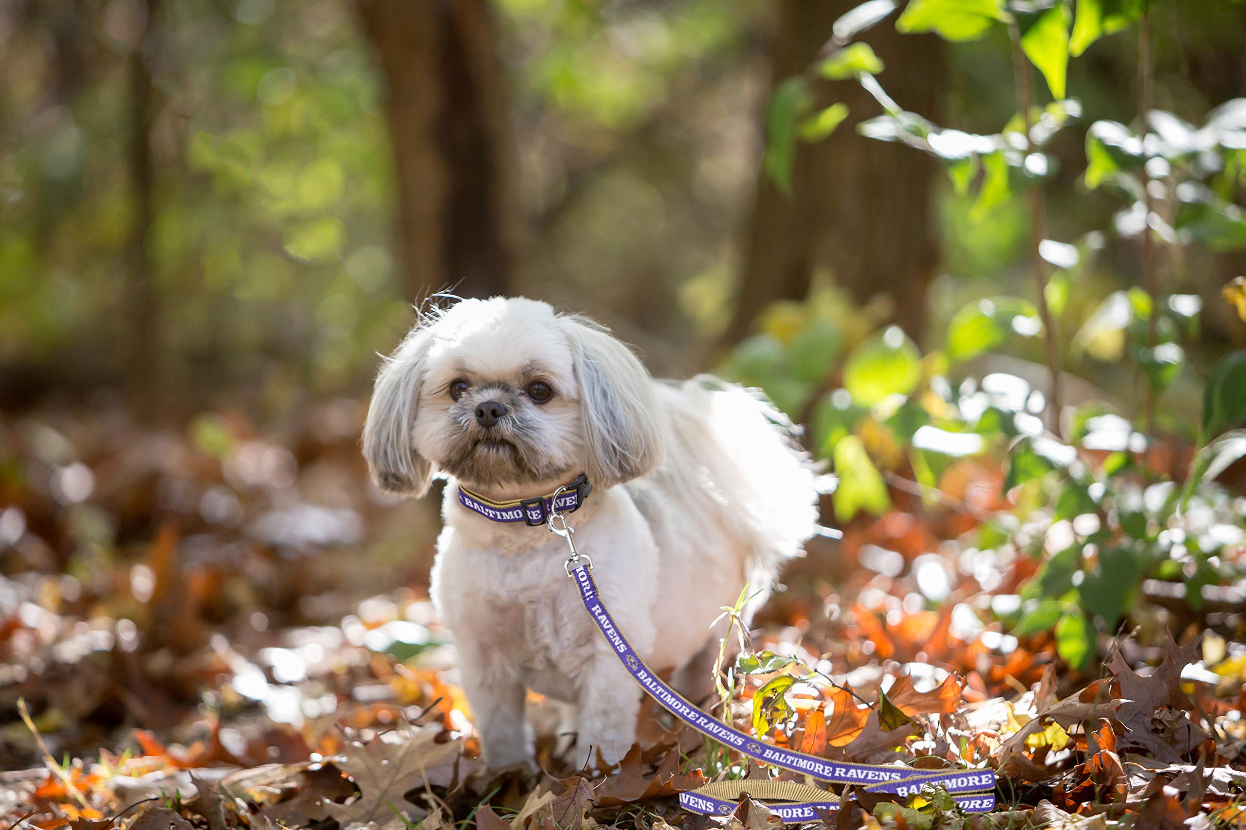 Pets First Baltimore Ravens Leash