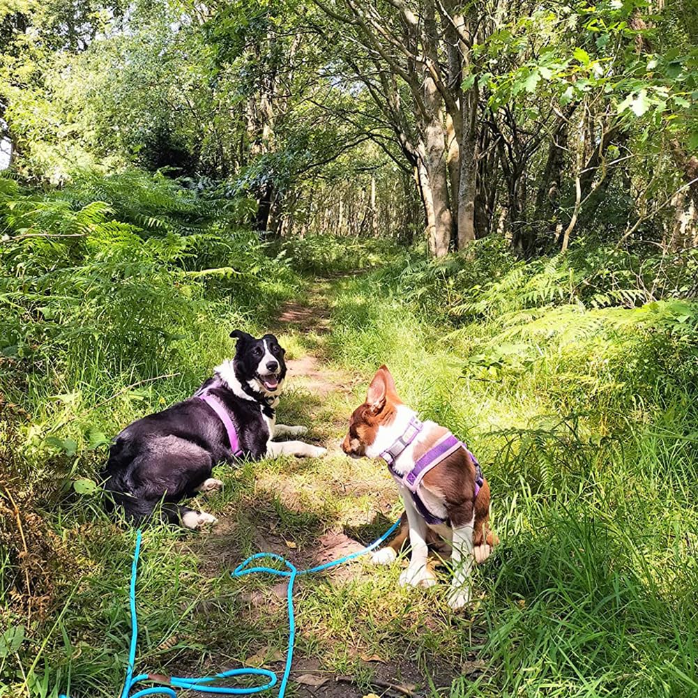 Maypaw 6/8/10 Ft Small Dog Leash, Classic Solid Colors, Strong Nylon Rope Dog Leash Reinforced With Leather Tailor Connection He