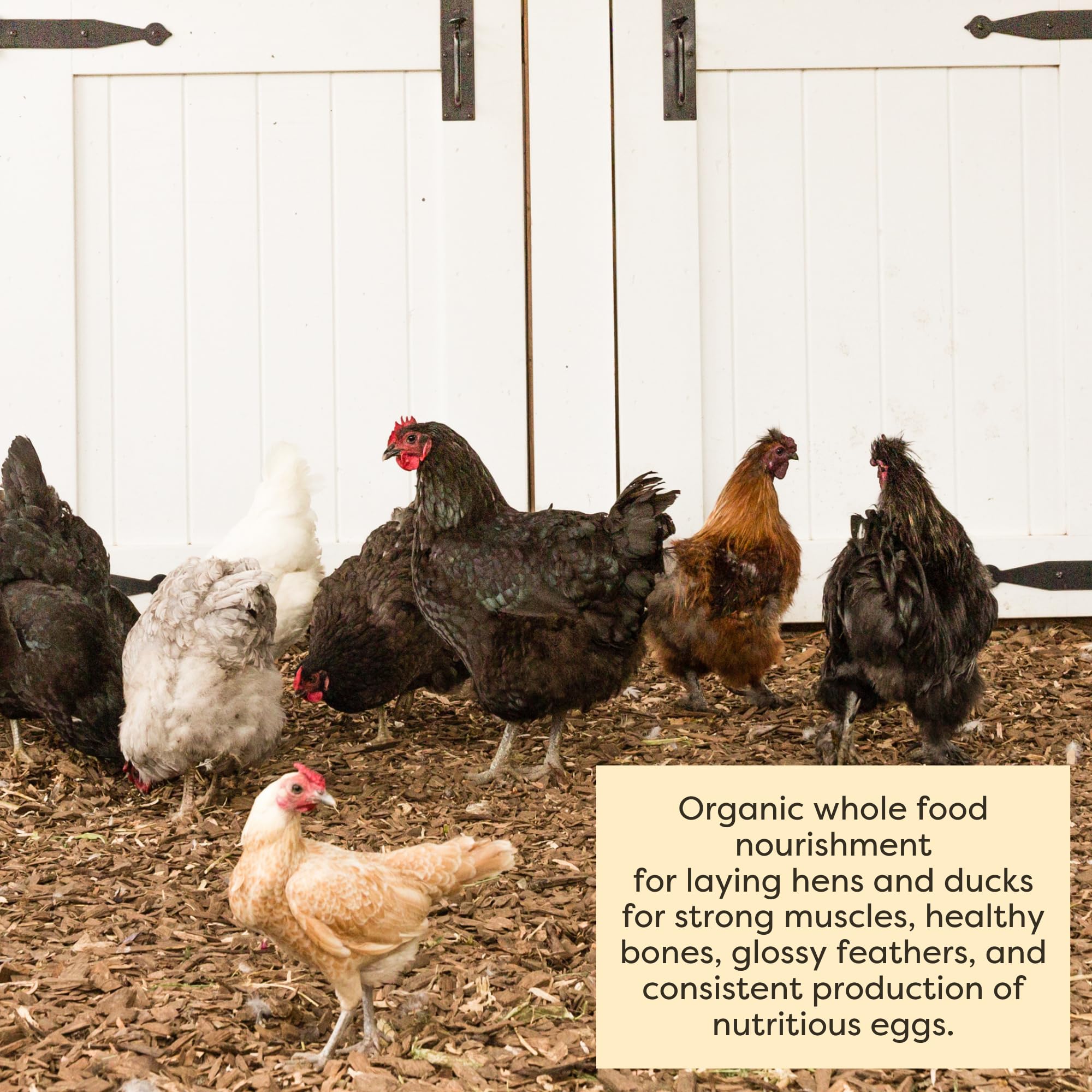 Scratch and Peck Feeds Whole Grain Layer Mash Chicken and Duck Feed - Corn-Free and Soy-Free - 16% Protein, Certified Organic an