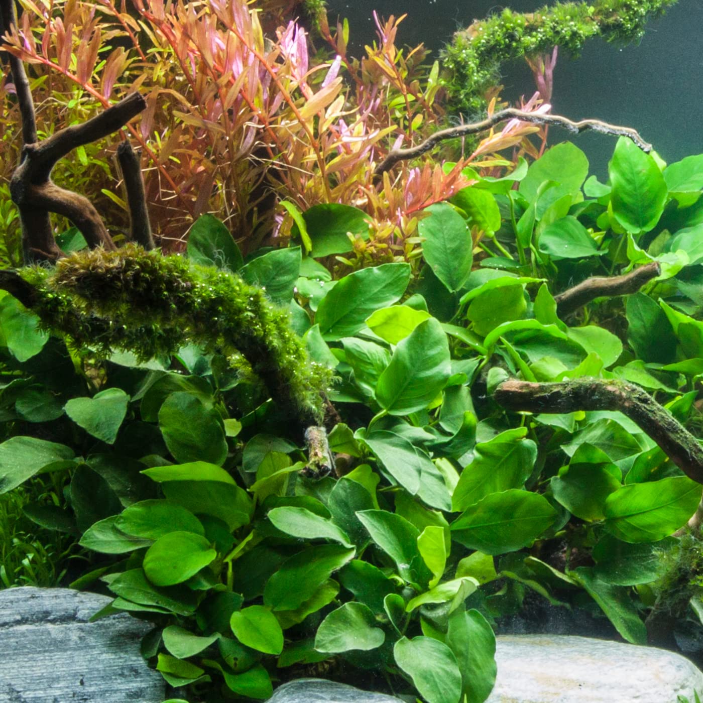 Potted Anubias Plants | Live Freshwater Aquatic Plants For Aquariums And Terrariums - Low Light, Low Maintenance Plants. (Potted Anubias Var Nana)