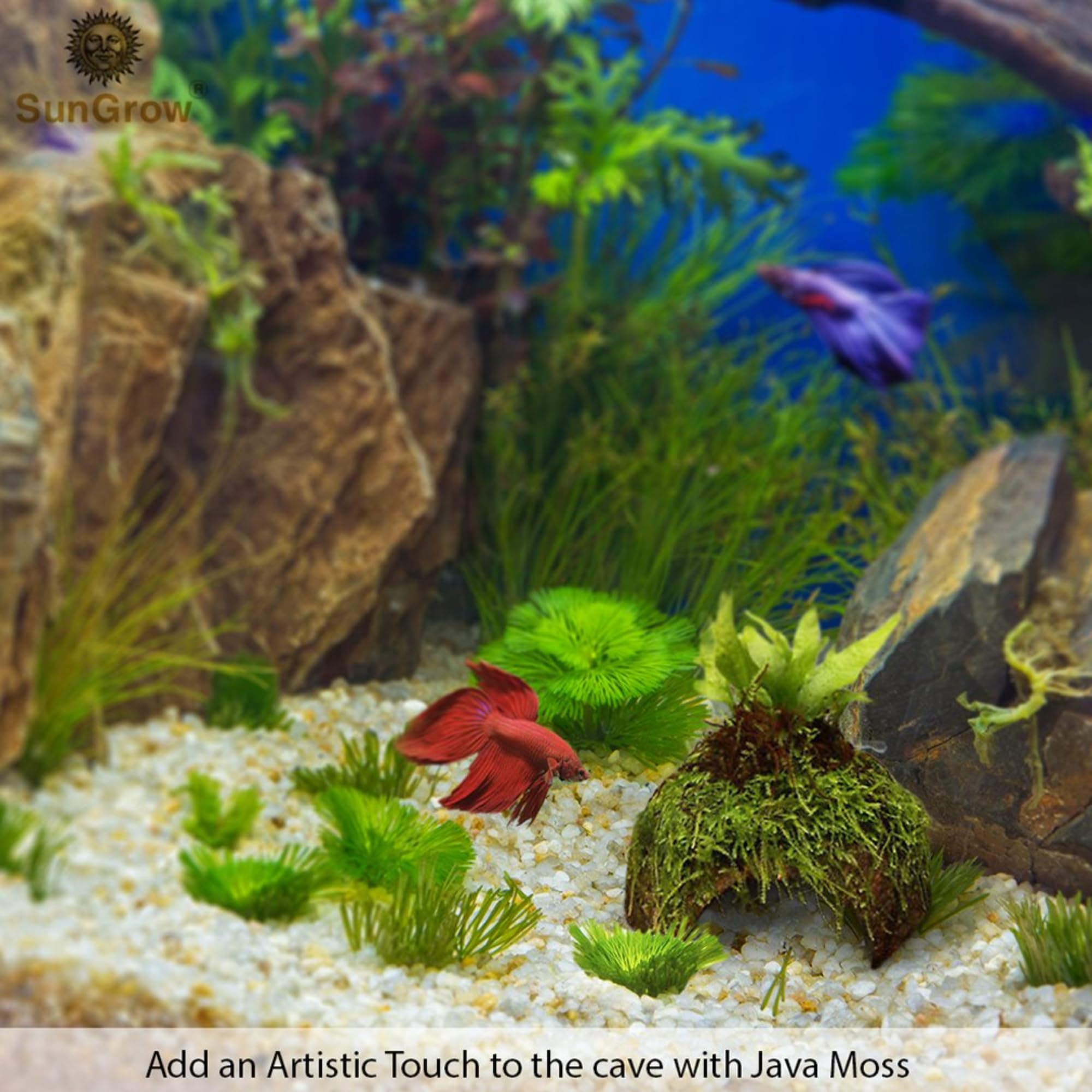 SunGrow Betta Fish Cave, Habitat Made from Coconut Shell, Soft-Textured Smooth Edged Spacious Hideout, for Resting and Breeding,