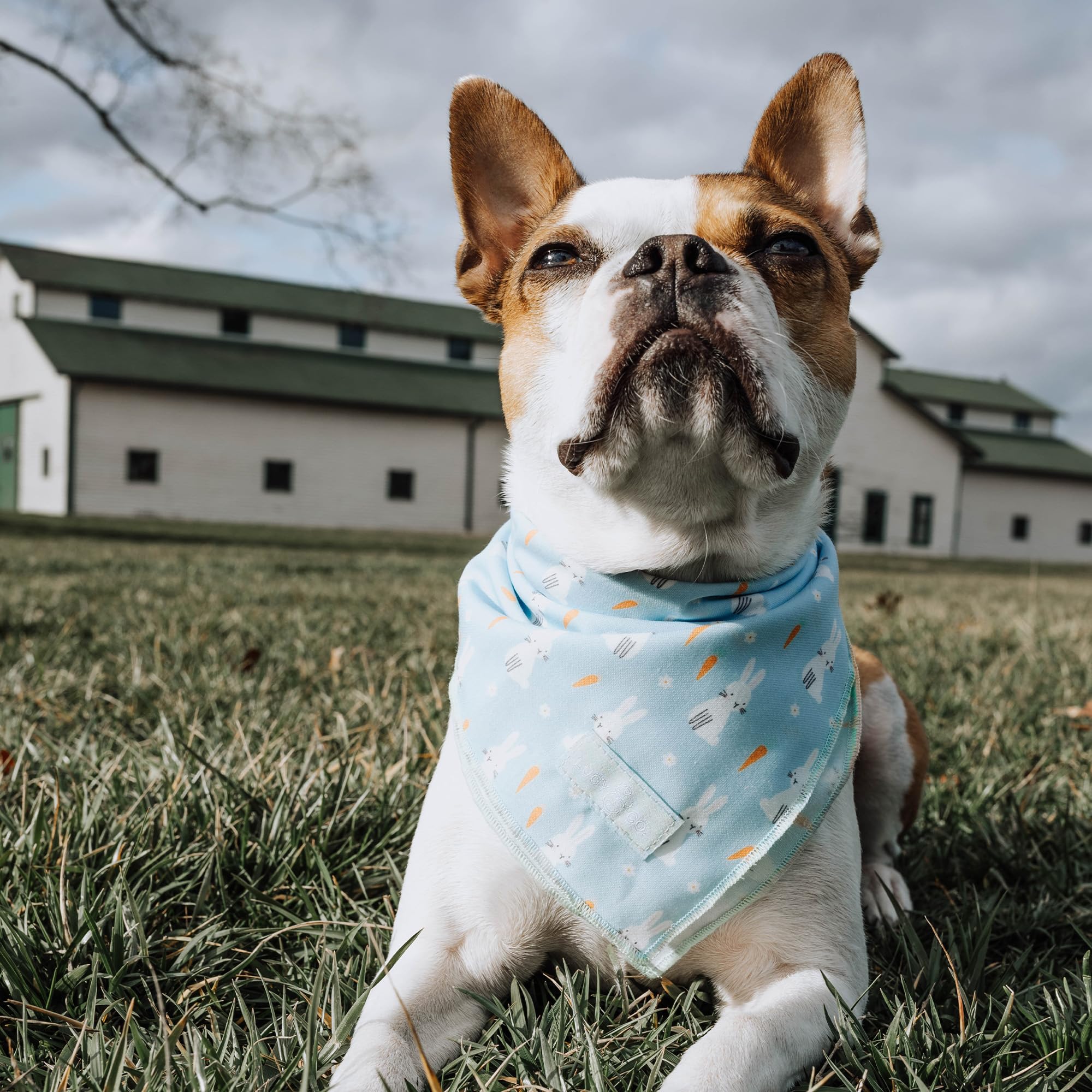 Lucy & Co. Funny Bunny Bandana - Durable Comfortable Dog Bandana - Designer Puppy Accessory - Machine Washable - Large - Blue Gr