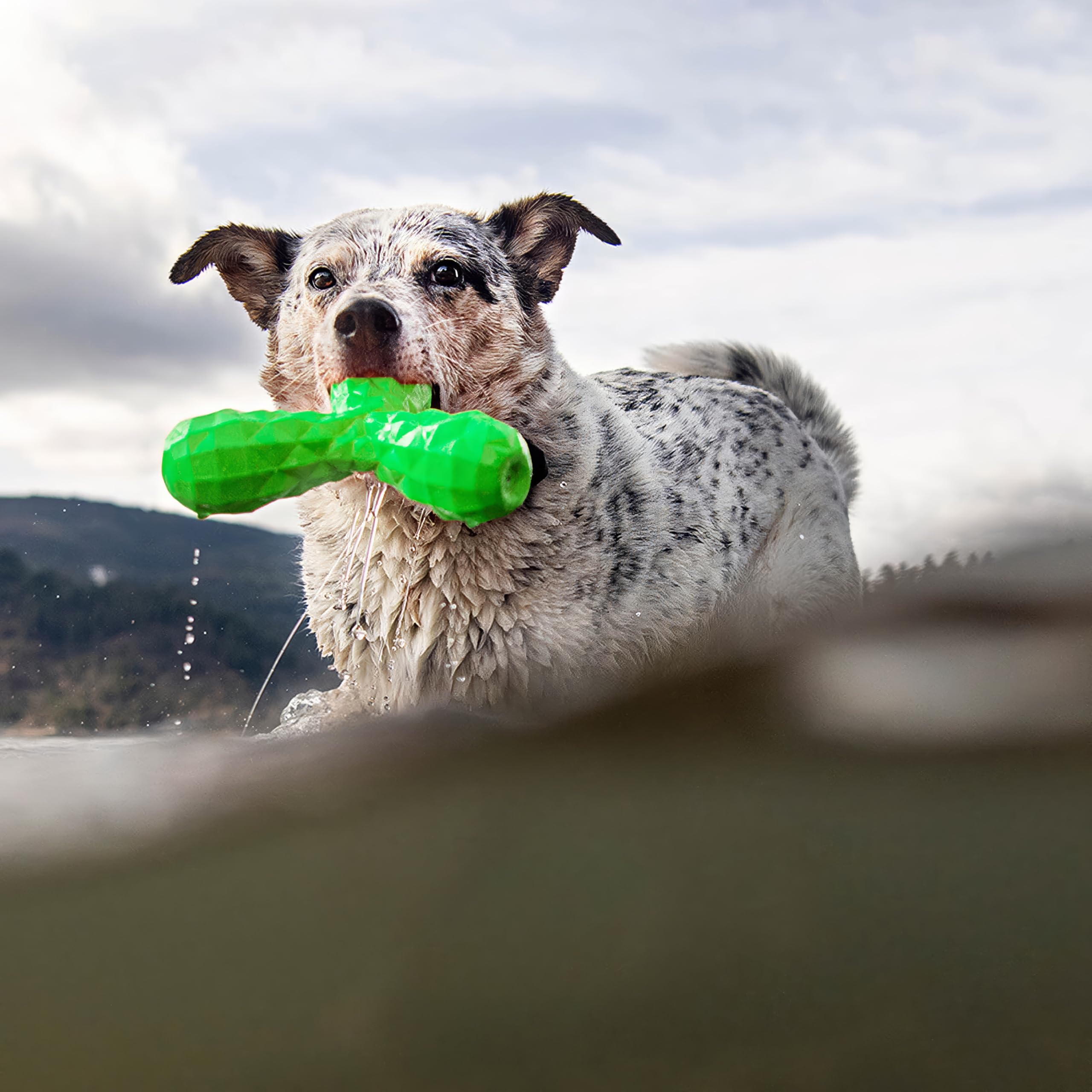 Hound2O Outdoor Dog Toys | Squeaky Boomerang Chew Toy For Dogs | Bright Green Color For Interactive Play | Durable Toy Made From