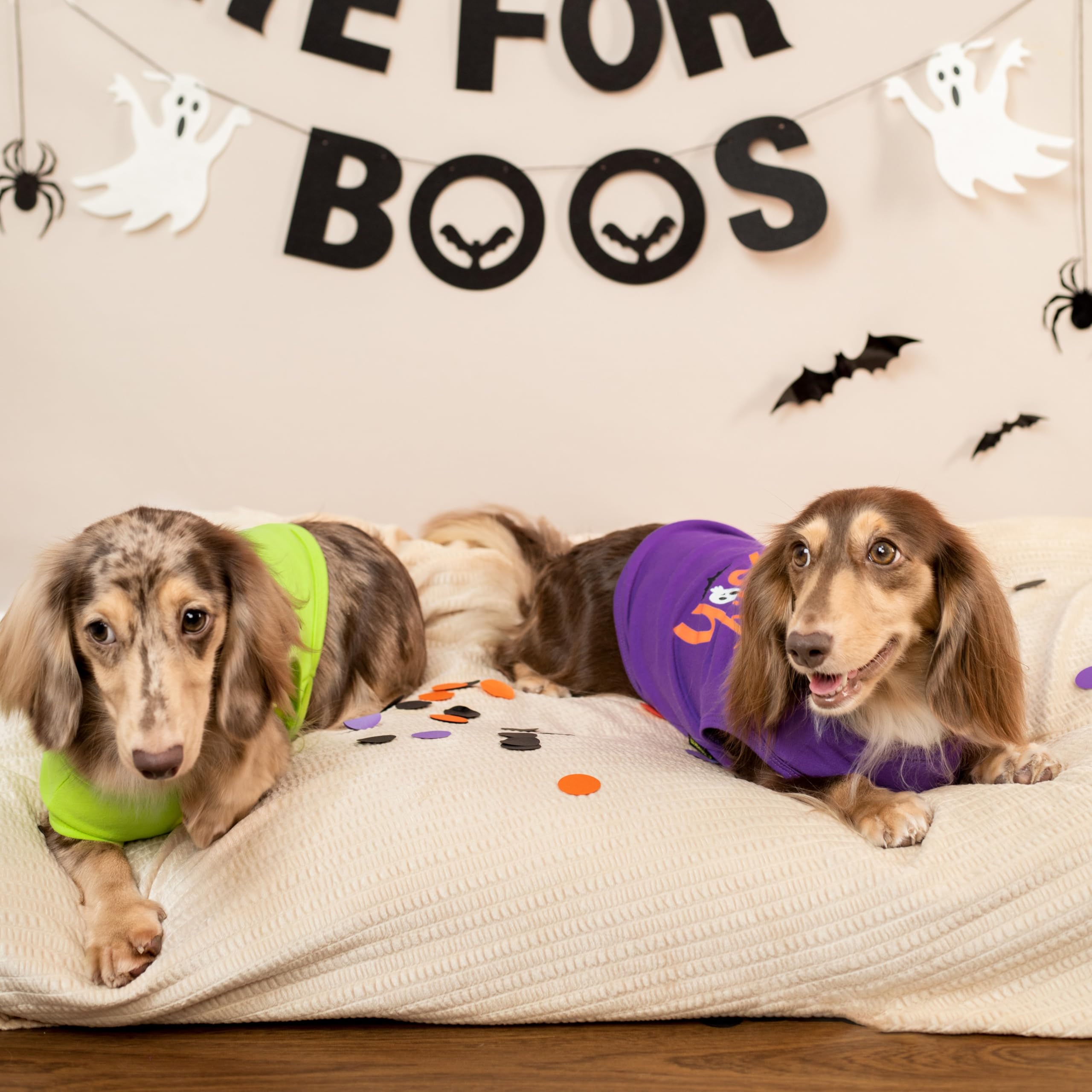 Fitwarm Halloween Spooky Season Dog Shirt, Funny Dog Clothes For Small Dogs Boy Girl, Holiday Doggy Tank Top, Pet Outfit, Purple