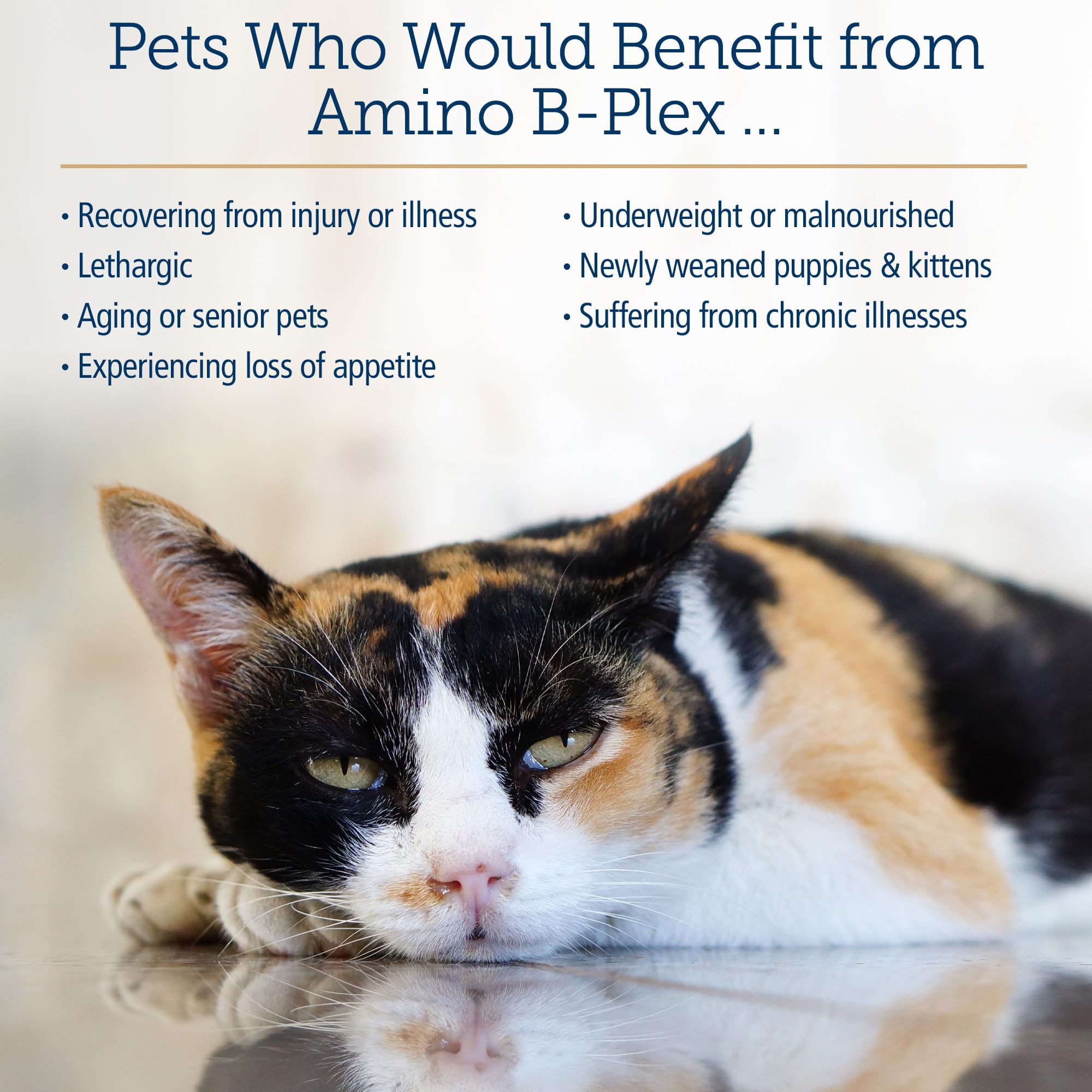 Rx Vitamins Amino B Plex Cat & Dog Supplement - Vitamin B Complex Liquid Plus Amino Acids for Dogs & Cats - Appetite Booster and