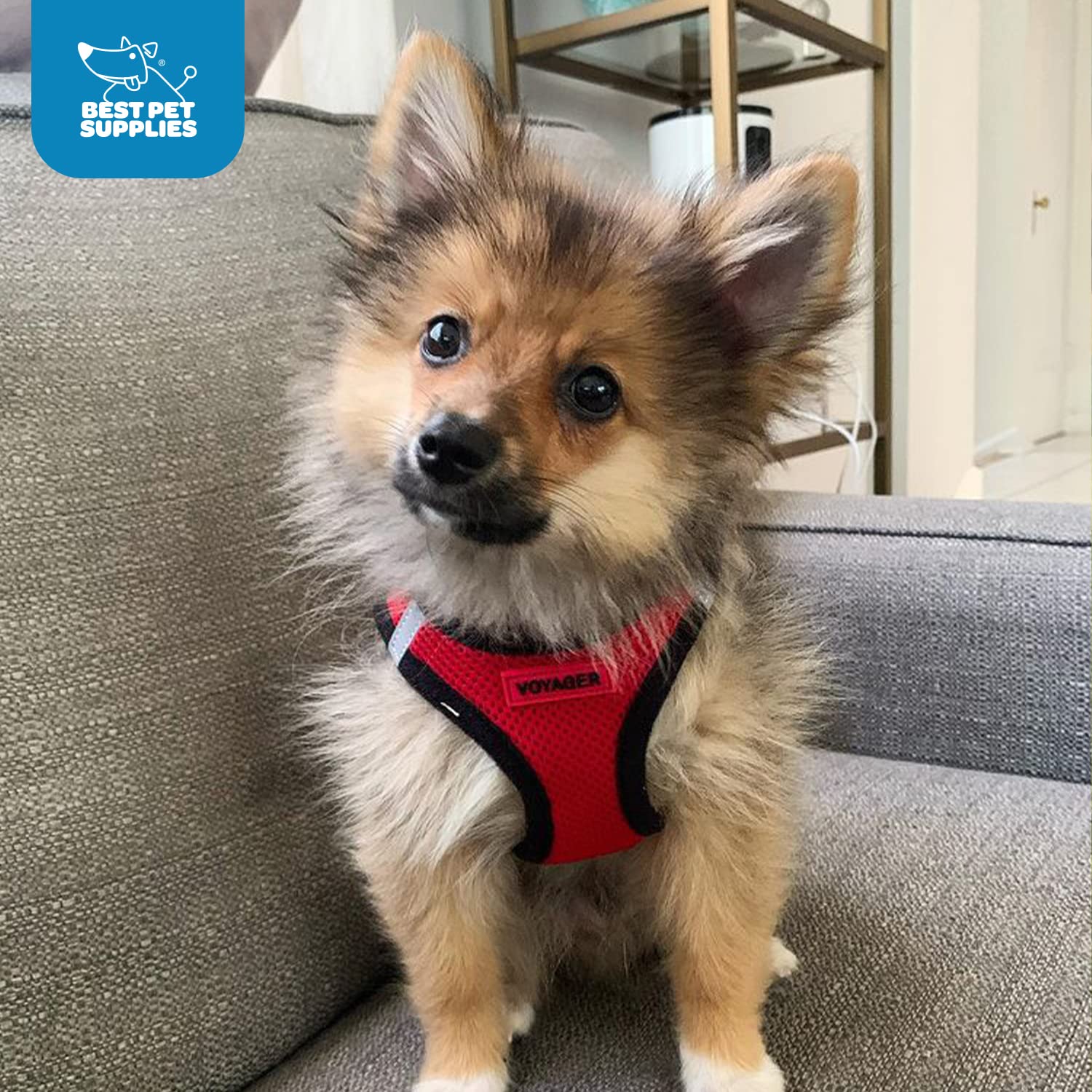 Voyager Step-In Air Dog Harness - All Weather Mesh Step In Vest Harness For Small And Medium Dogs And Cats By Best Pet Supplies - Harness (Red/Black Trim), S (Chest: 14.5-16')