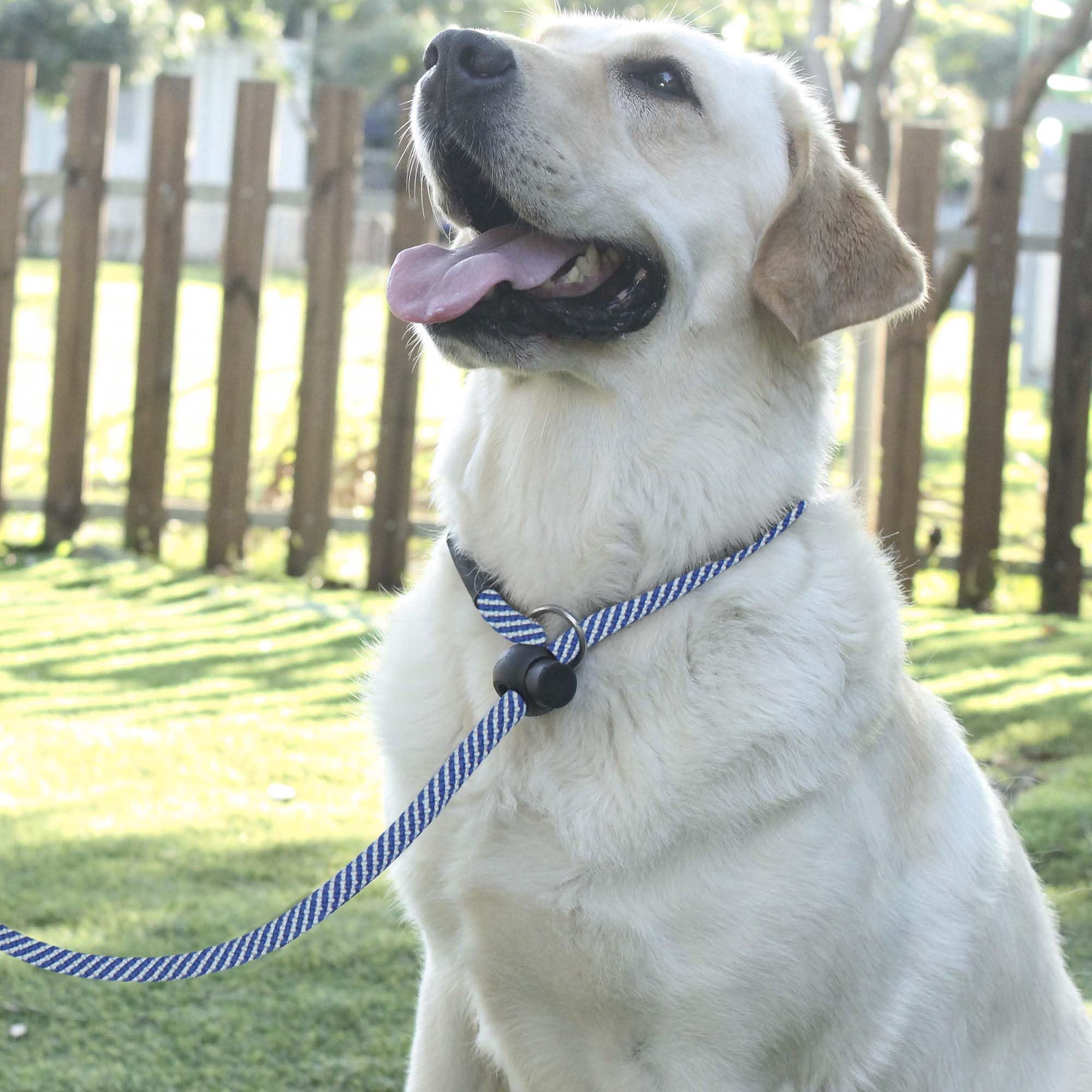 Hiado Slip Lead Dog Leash With Stopper Loop Rope Training No Pull For Small Medium Large Dogs 5Ft Blue White