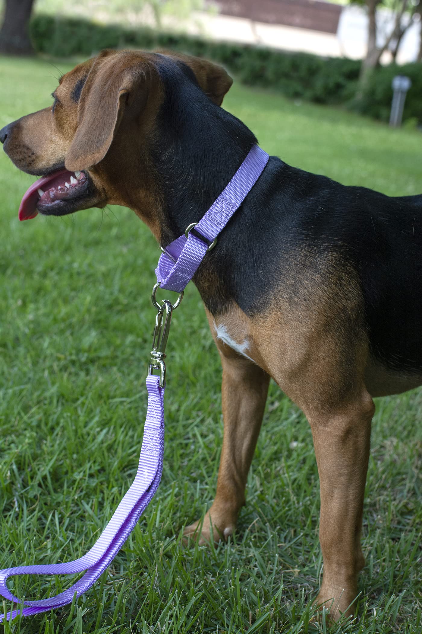 Country Brook Petz - Lavender Martingale Heavy Duty Nylon Dog Collar - 21 Vibrant Color Options (3/8 Inch Width, Extra Small)