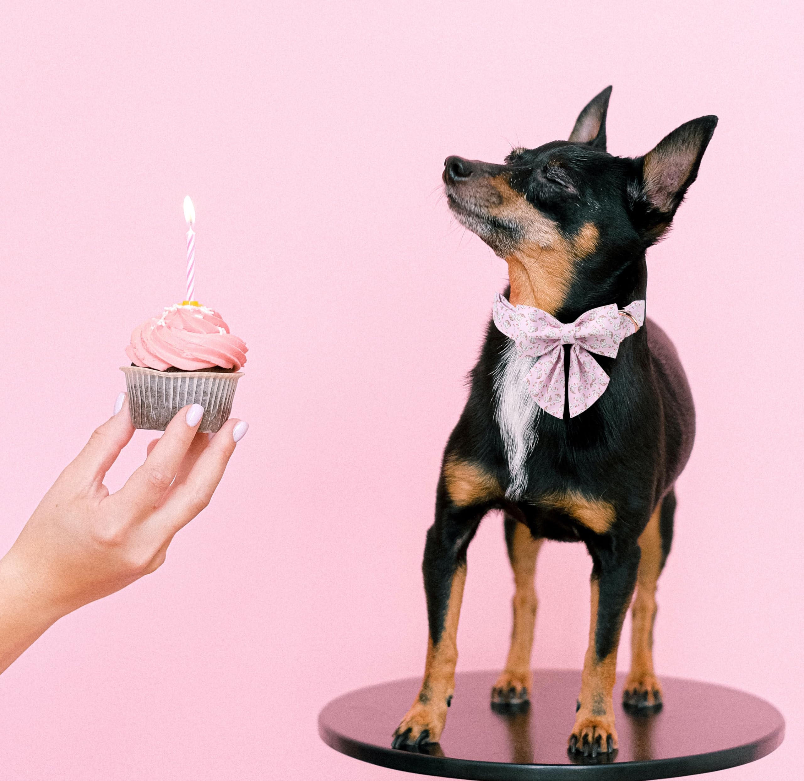 Lionet Paws Design Dogs Collar Cute Pink Sailor Bow Dog Collars For Girl Female Small Medium Dogs With Swan Xs