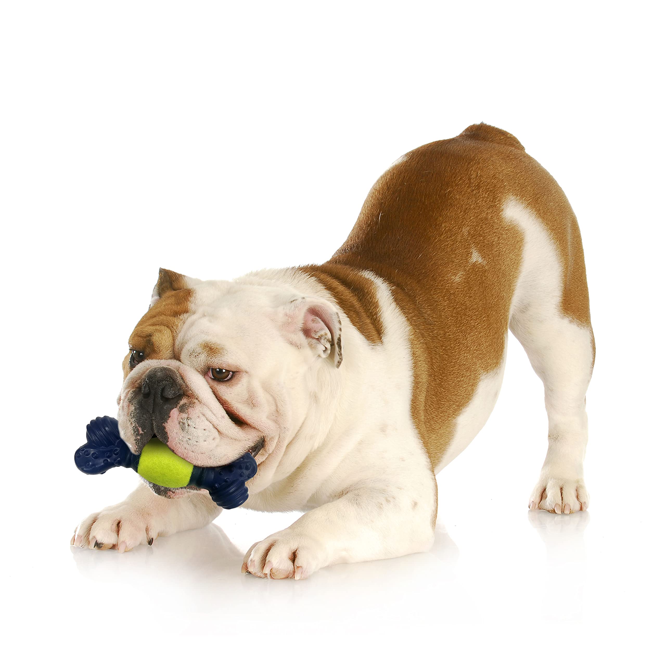 Nylabone Power Play Tennis Play 'N Fetch Interactive Dog Toy