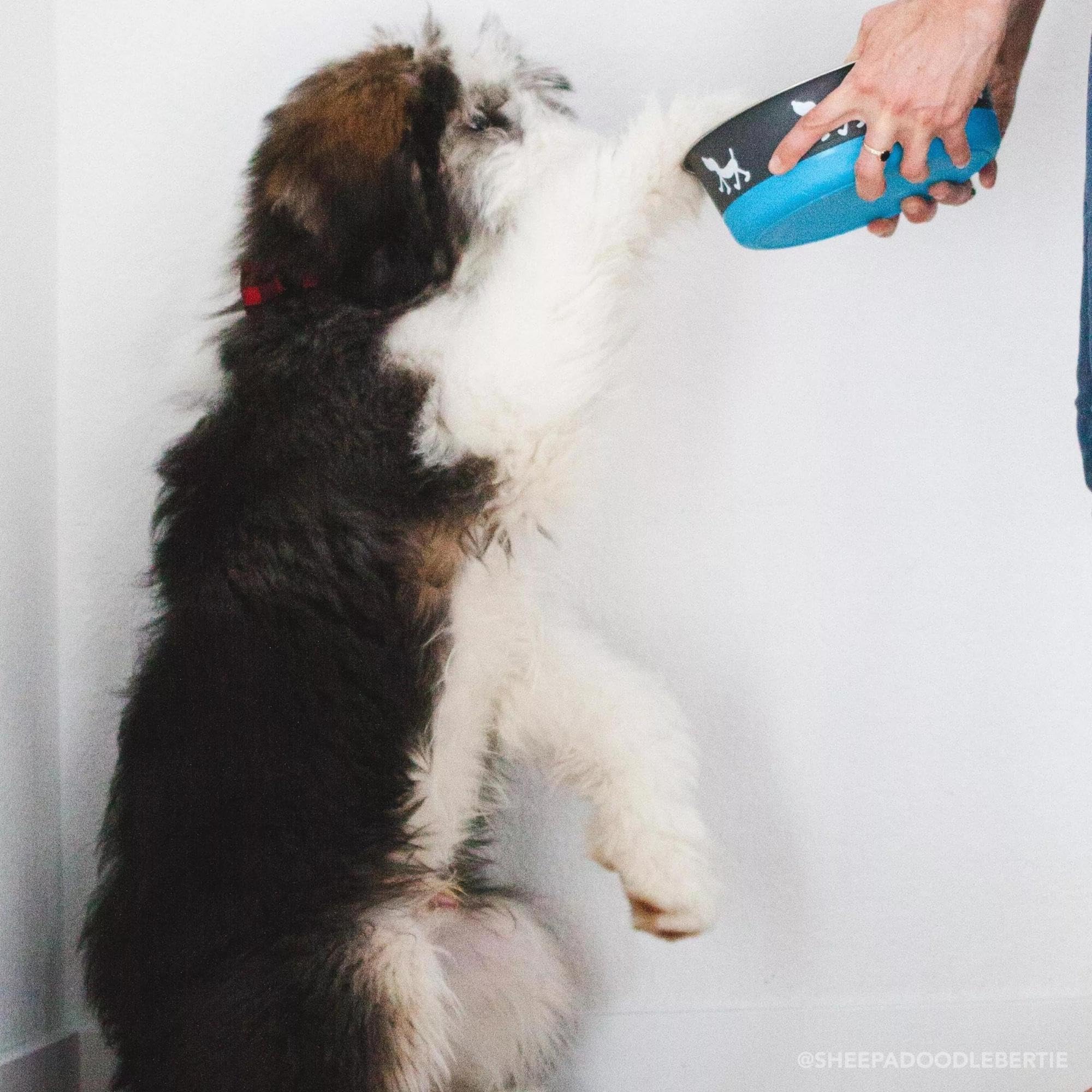 Coastal Pet Maslow Design Series Non-Skid Dog Bowl Blue Pup