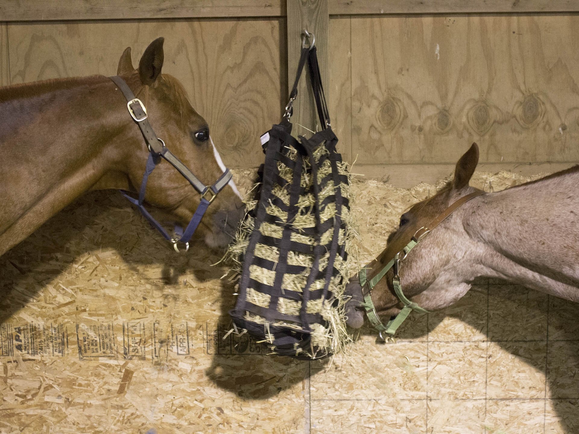 Derby Originals Supreme Patented Four Sided Slow Feed Horse Hay Bag With 1 Year Warranty