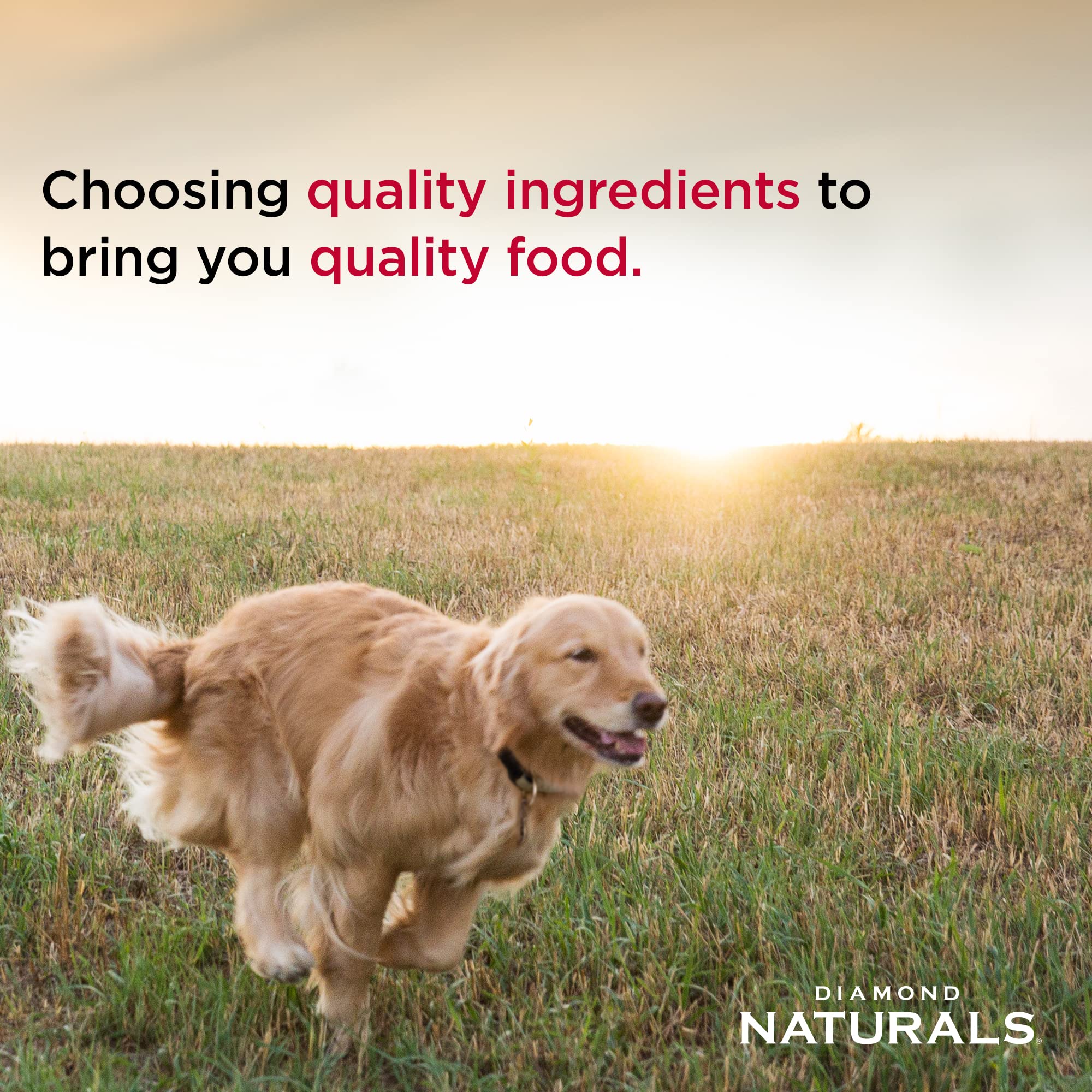 Diamond Naturals Senior Real Meat Recipe Premium Dry Dog Food With Real Cage Free Chicken 6lb