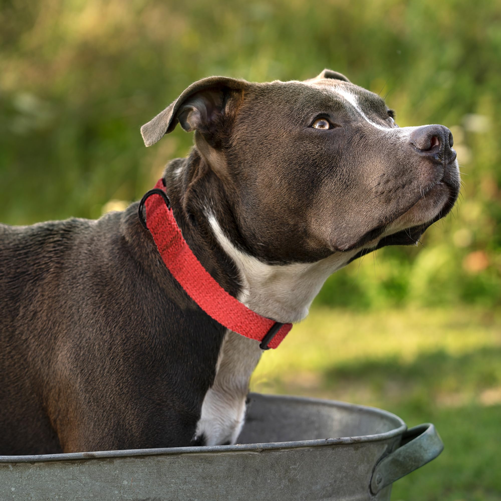 Mile High Life Dog Collar Puppy Collar, Dog Collars For Small Dogs Soft And Strong Poly Cotton Fabric, Blue, Medium Neck 13''''-