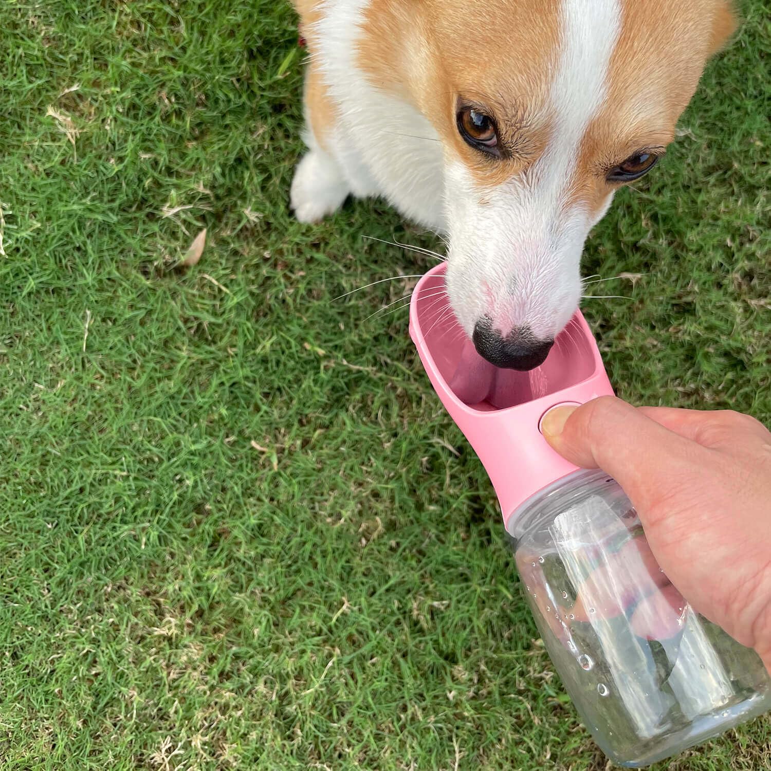 WePet Portable Dog Water Bottle with Food Container, 19 OZ + 6 OZ, Leak Proof Puppy Water Dispenser with Drinking Feeder for Pet