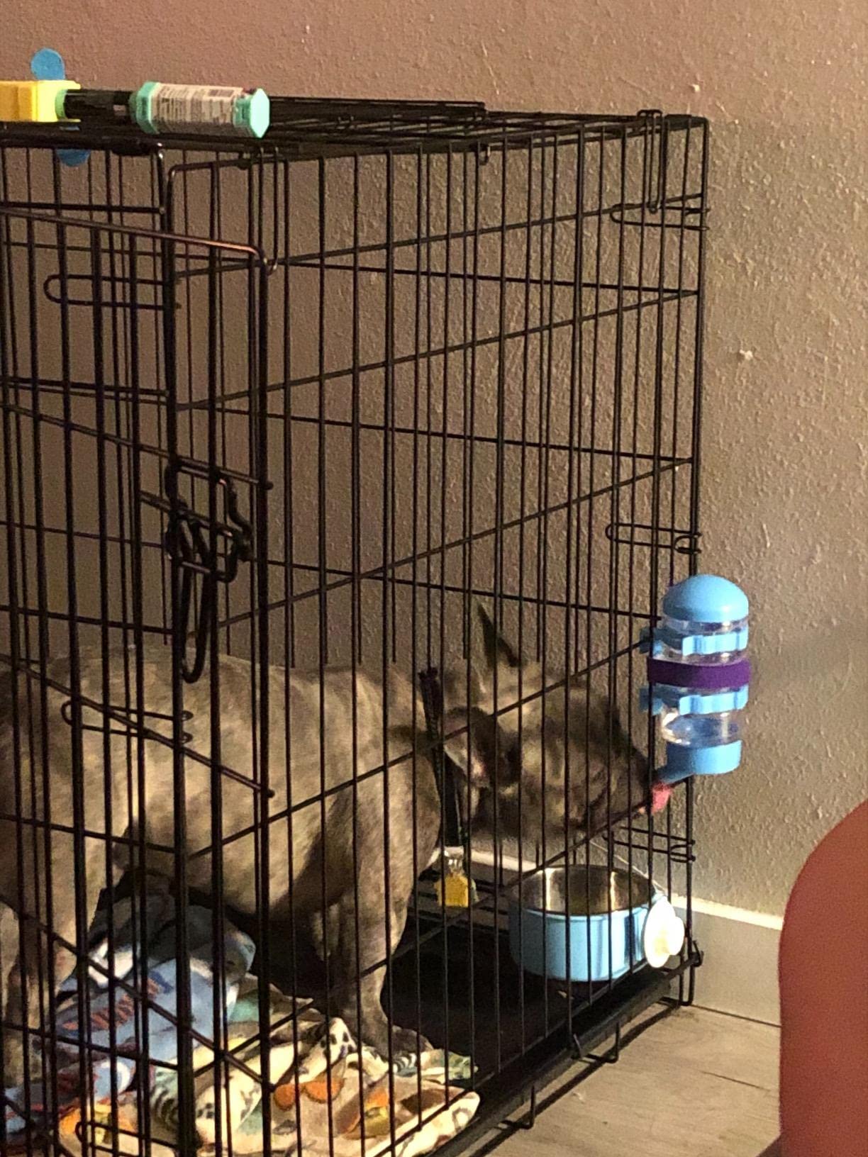 No Drip Dog Kennel Water Bottle Dispenser For Crate, 400Ml Dripless Pet Drinking Fountains Kettle With Automatically Feeding Water