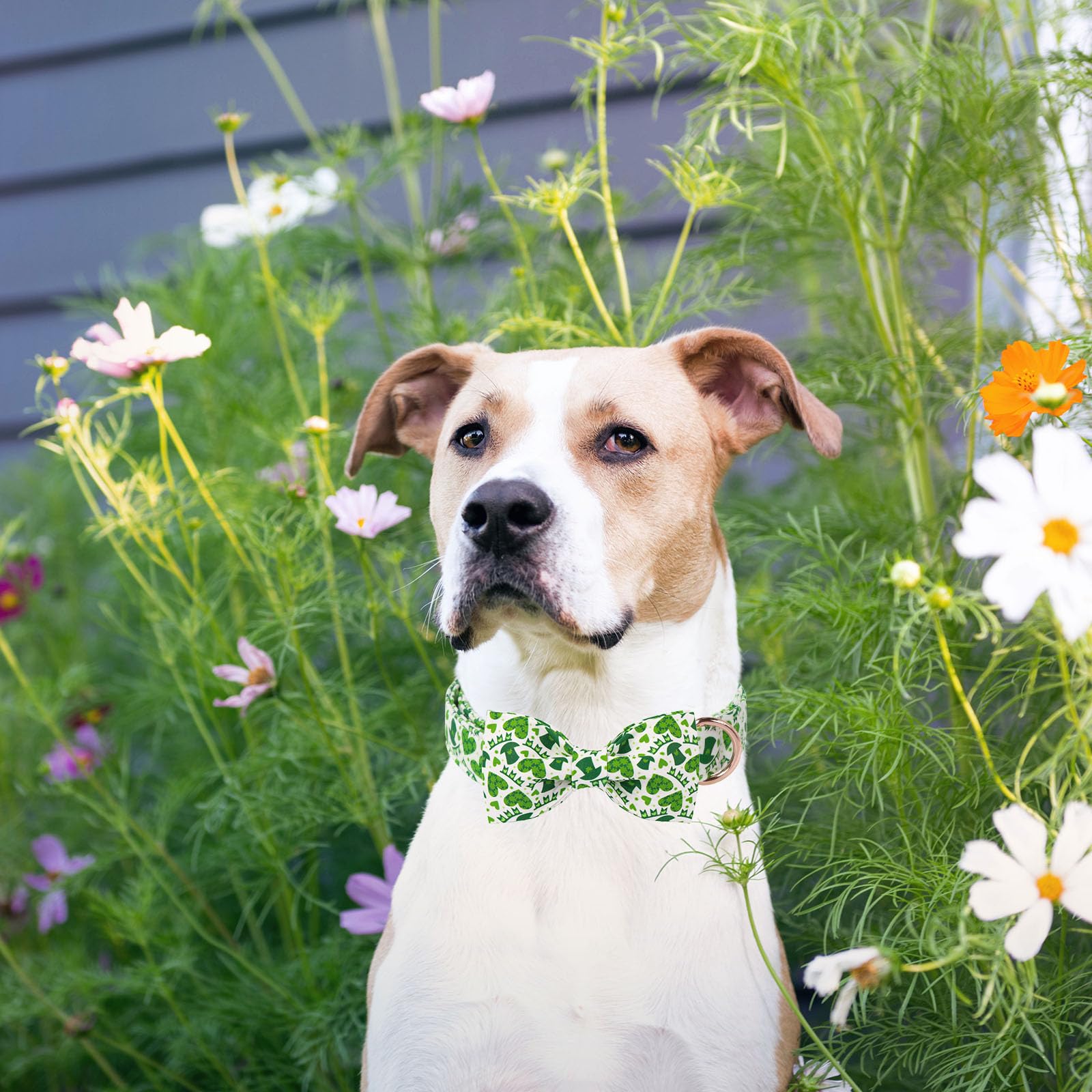 Unique Style Paws St. Patrick'S Dog Collar With Bow Lucky Magic Hat Cotton Puppy Collars Navigation Wedding For Small Medium Lar