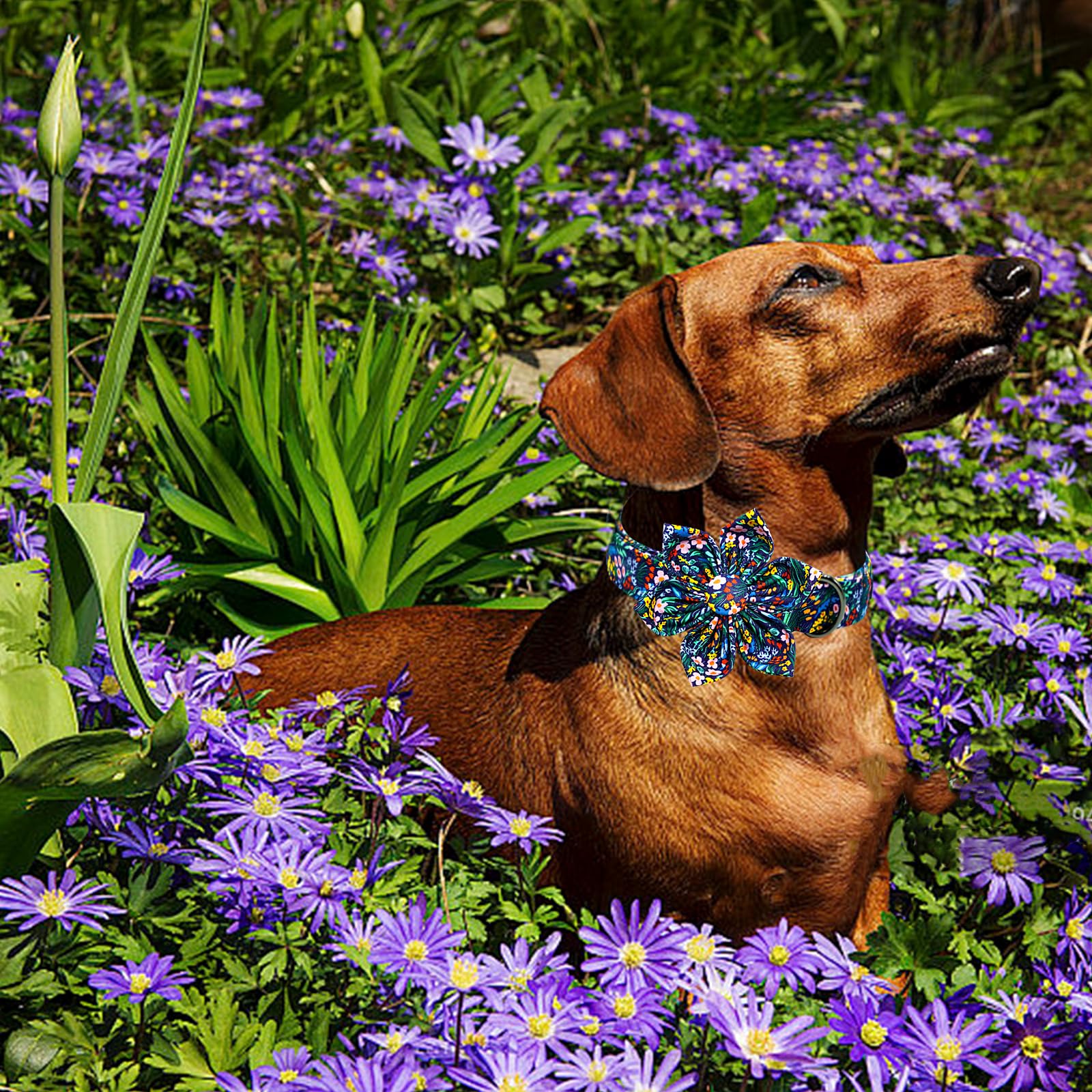 Lionheart glory Dog Collar Darkblue Flower Dog Bow Collars Floral Dog Collar with Flower Male or Female Spring Fall Pet Gift Dur