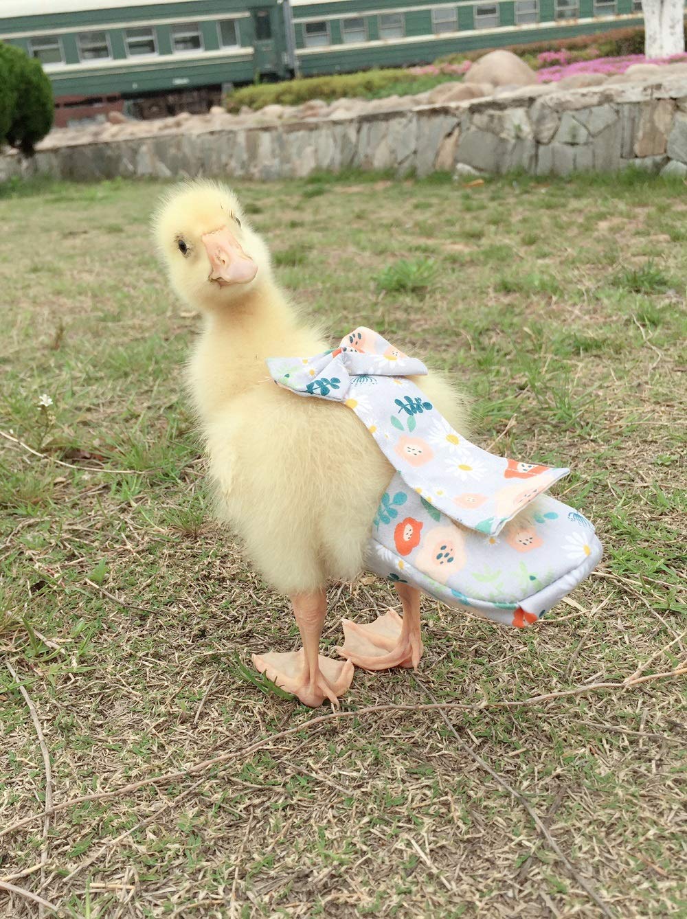HEZHUO Poultry Diapers - Waterproof, Adjustable, Washable & Reusable for Ducks, Chickens & Geese (XL: 350g-450g)