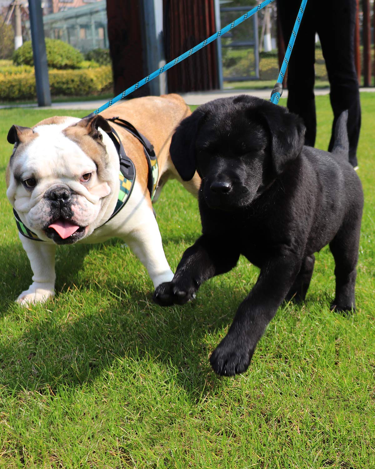 Taglory Double Dog Leash | Reflective Rope | No Tangle | Double Leash For Two Dogs | Puppy Small Medium Breeds | Blue