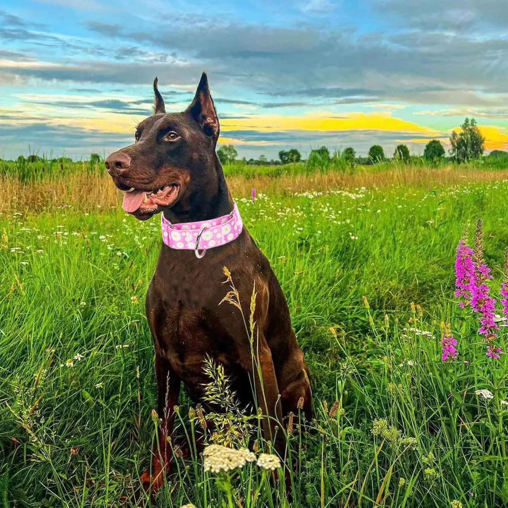 Wide 1.5 Martingale Collar For Girl Dogs,No Pull Heavy Duty Dog Collar For Medium Large Extra Large Female Dogs M