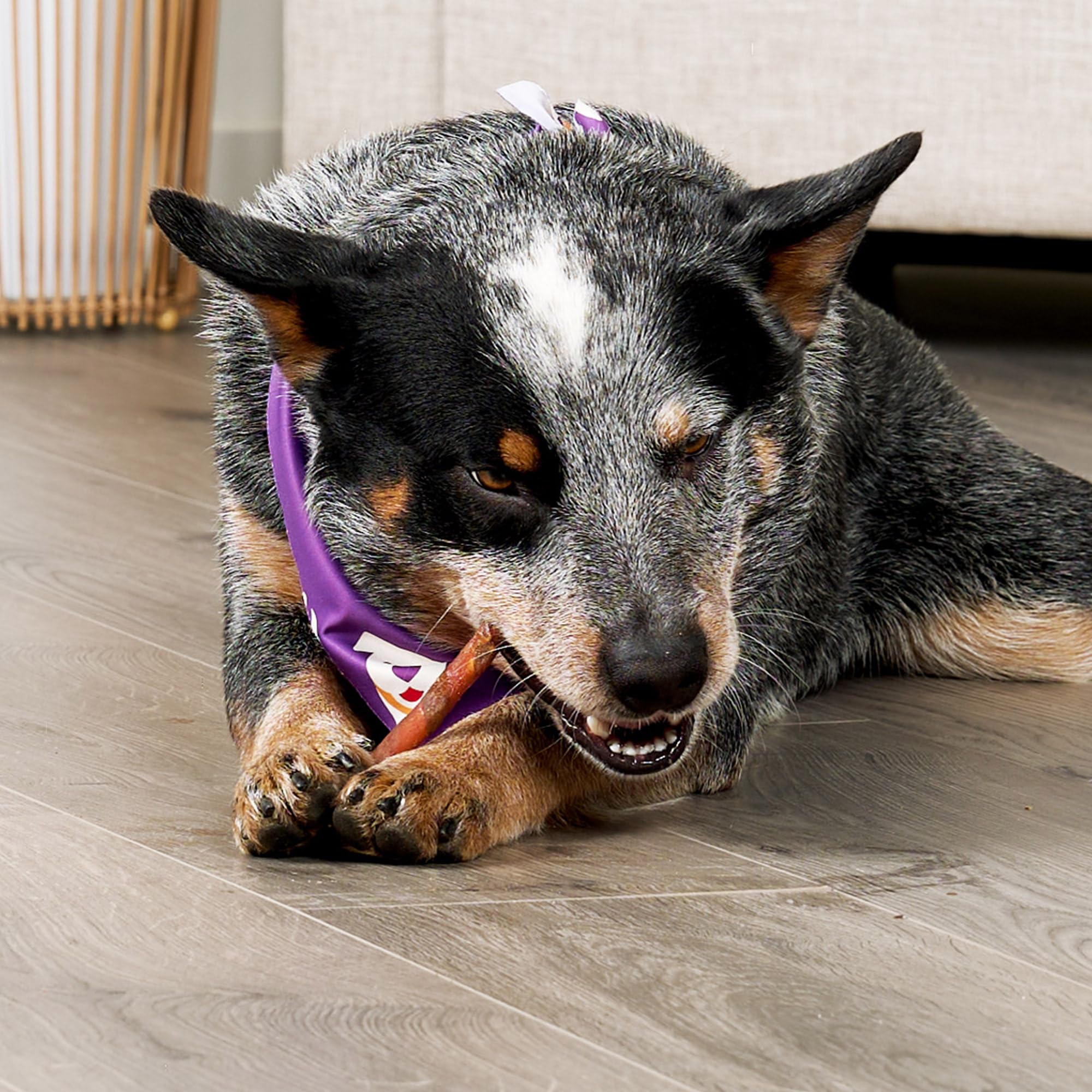 Treatly Combo Chews Rawhide/Pork Flavor Rawhide Stick 5 w/Chicken Meat Wrap Dog Chew Treats - 22 Count/1 Pack