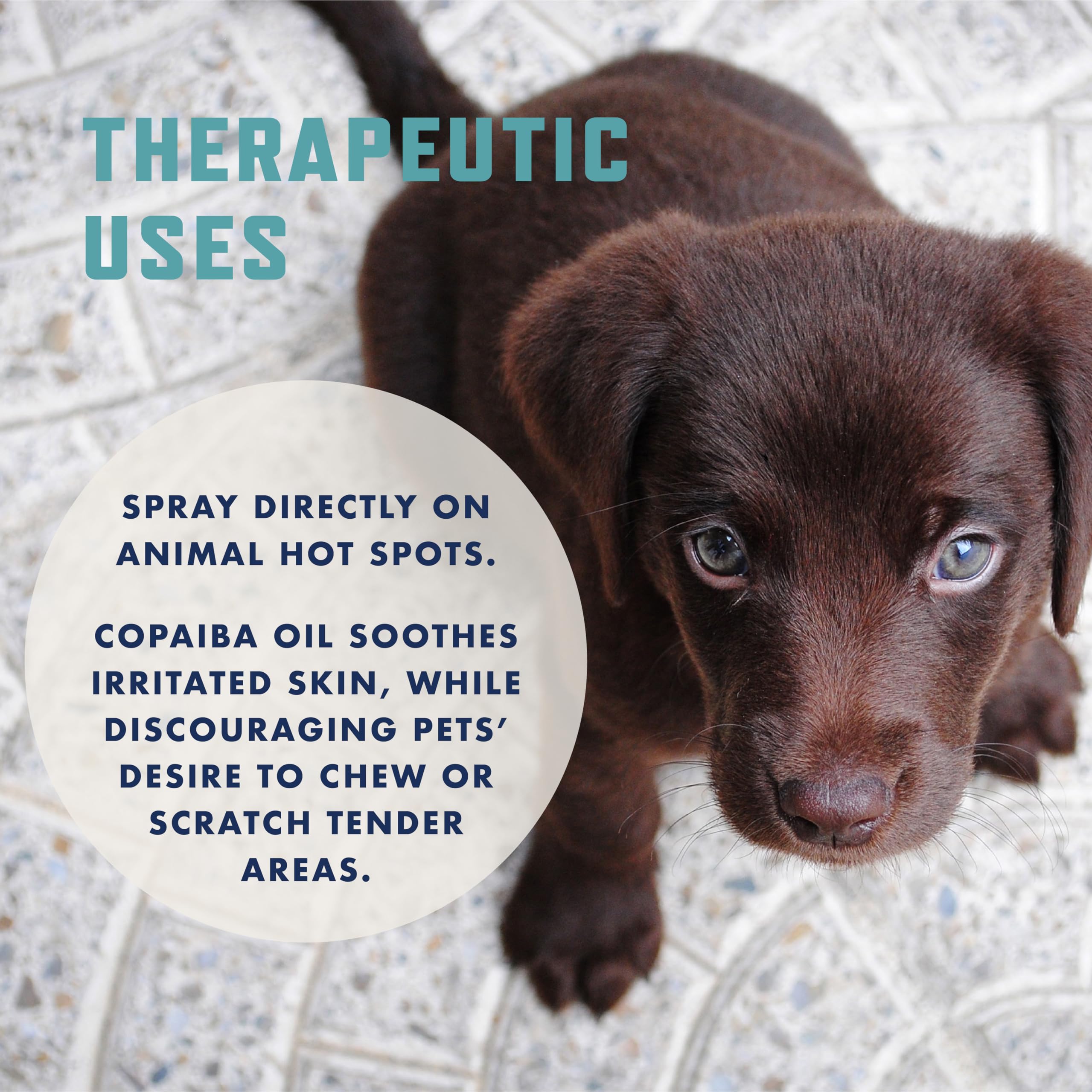 Rocco & Roxie No Chew Spray For Dogs, More Yuck Than Bitter Apple, Dog Training & Behavior Aids To Stop Chewing, Best Alcohol-Free Anti Chew, Puppy Deterrent Formula For Puppies And Cats