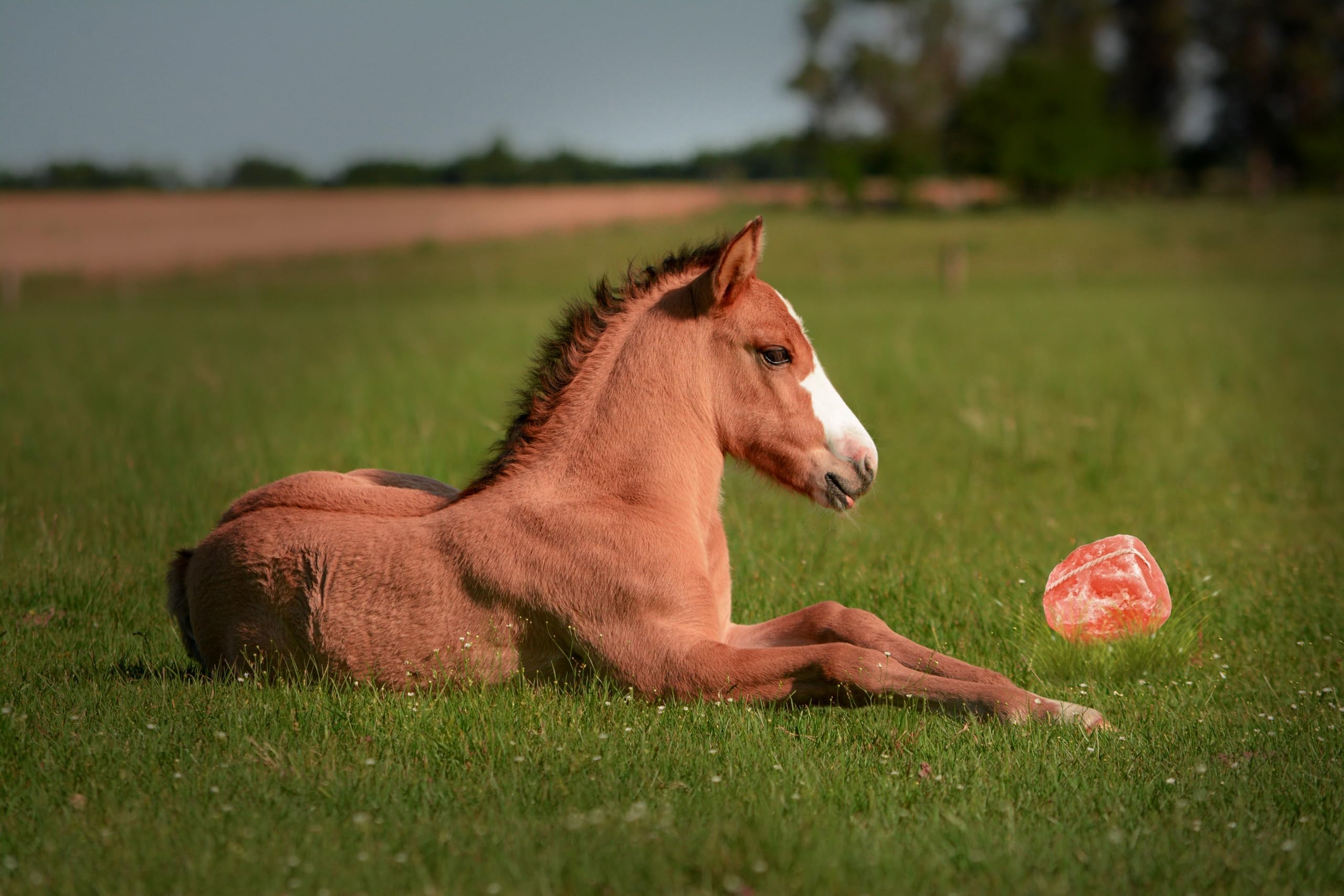 Himalayan Salt Licks for Horses, 4-6 LBS with Rope Deer and Sheep, Pack of 4 Treats