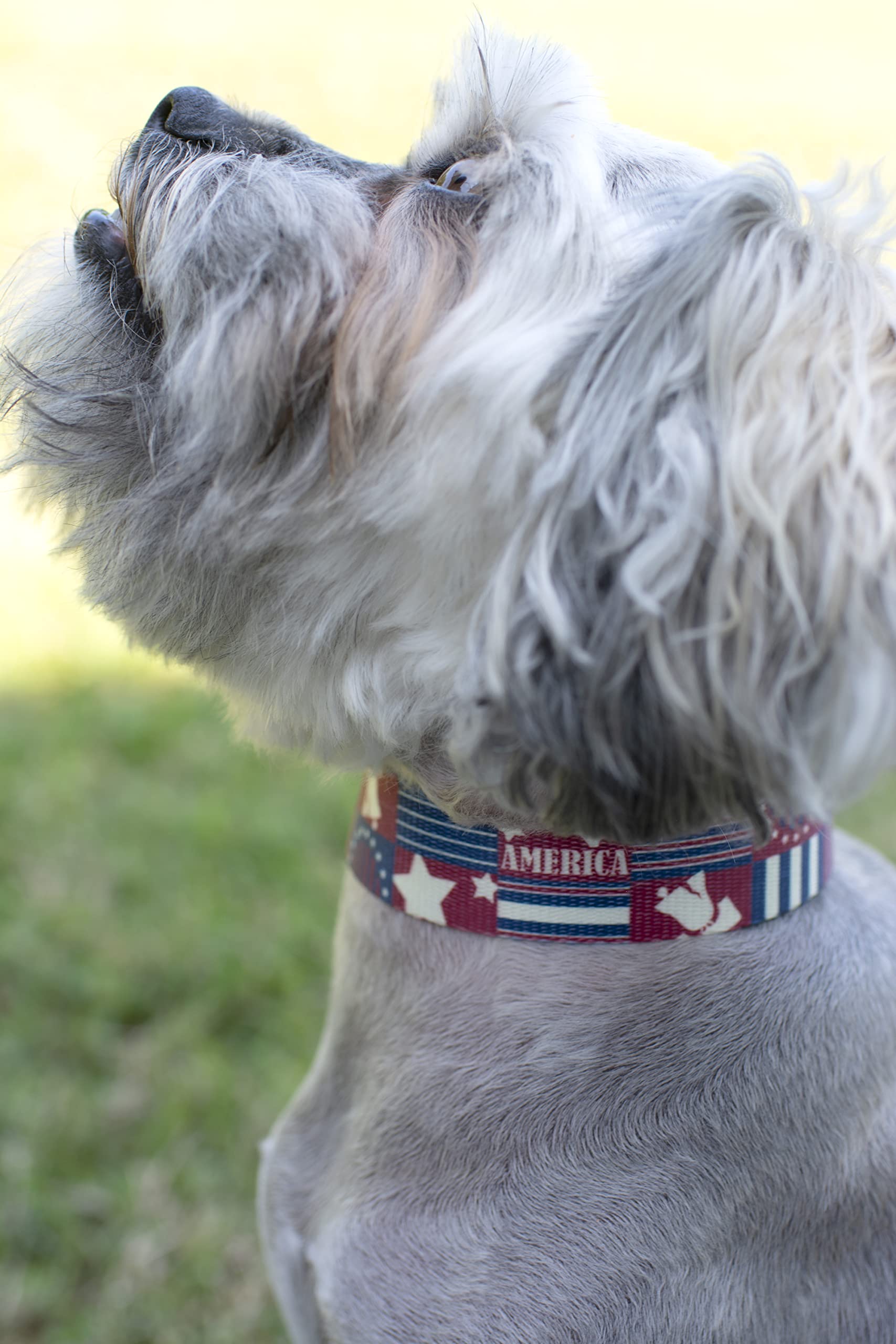 Country Brook Petz - Premium Spirit Of '76 Dog Collar - Americana Collection Featuring Patriotic Designs (1 Inch, Large)