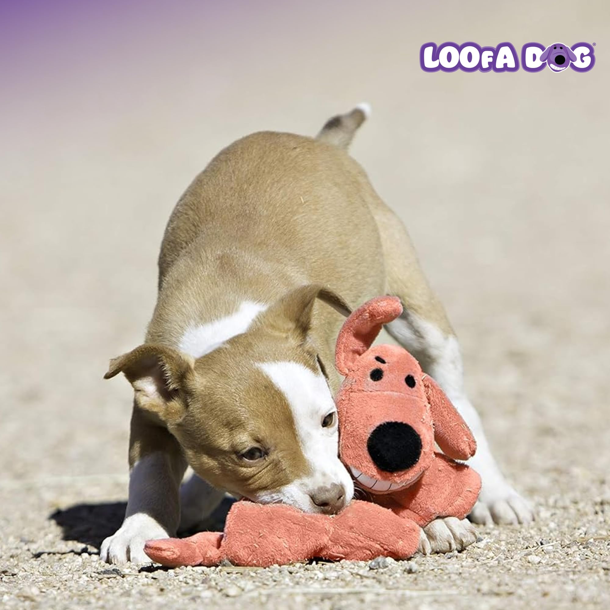 Multipet Original Loofa Dog Plush Toy - Squeaky Dog Toy for All Dogs - Extra Soft Plush Dog Toy - Stuffed Animal Dog Toy for Pla