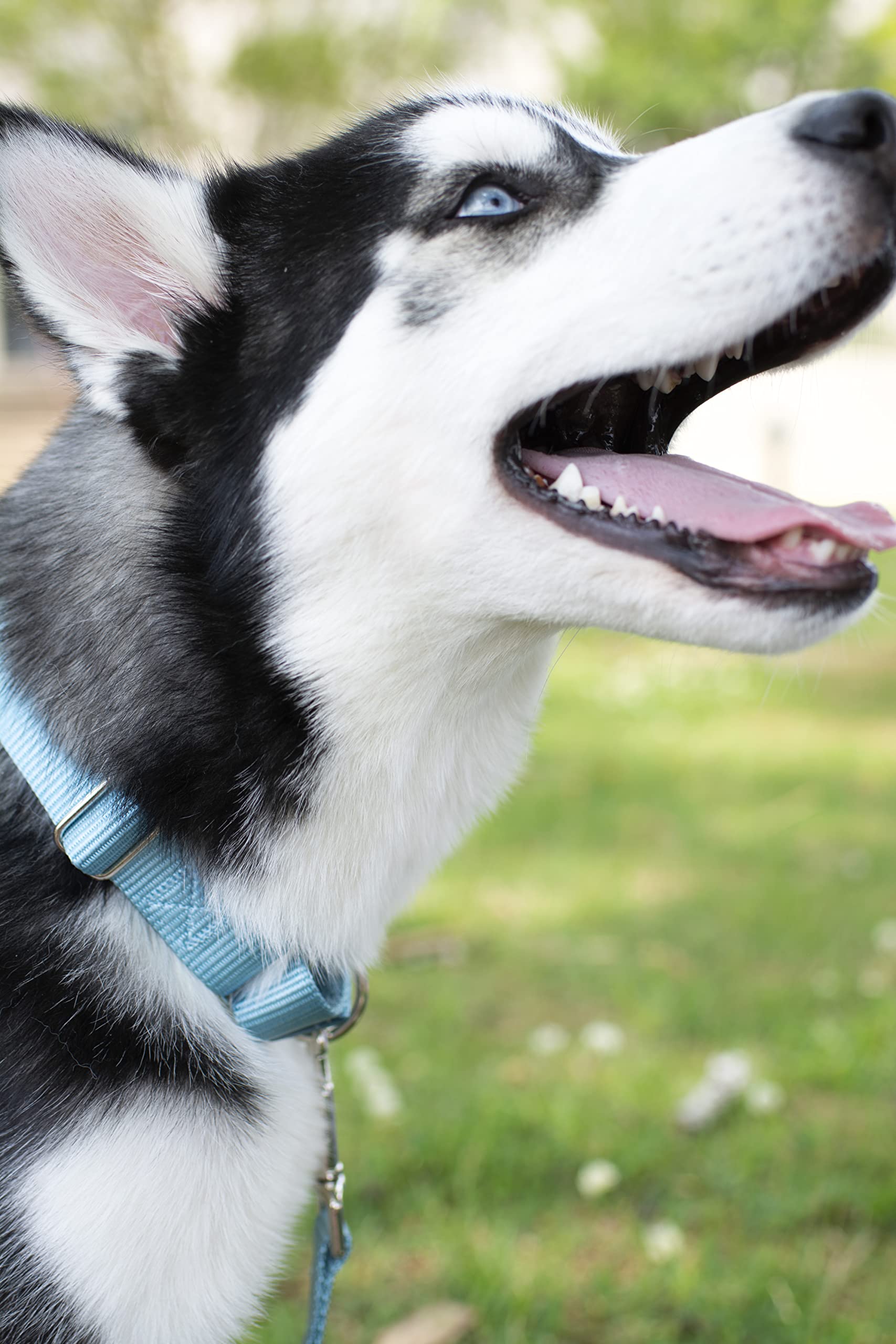 Country Brook Design - Ocean Blue Martingale Heavy Duty Nylon Dog Collar - 21 Vibrant Color Options (3/4 Inch Width, Small)