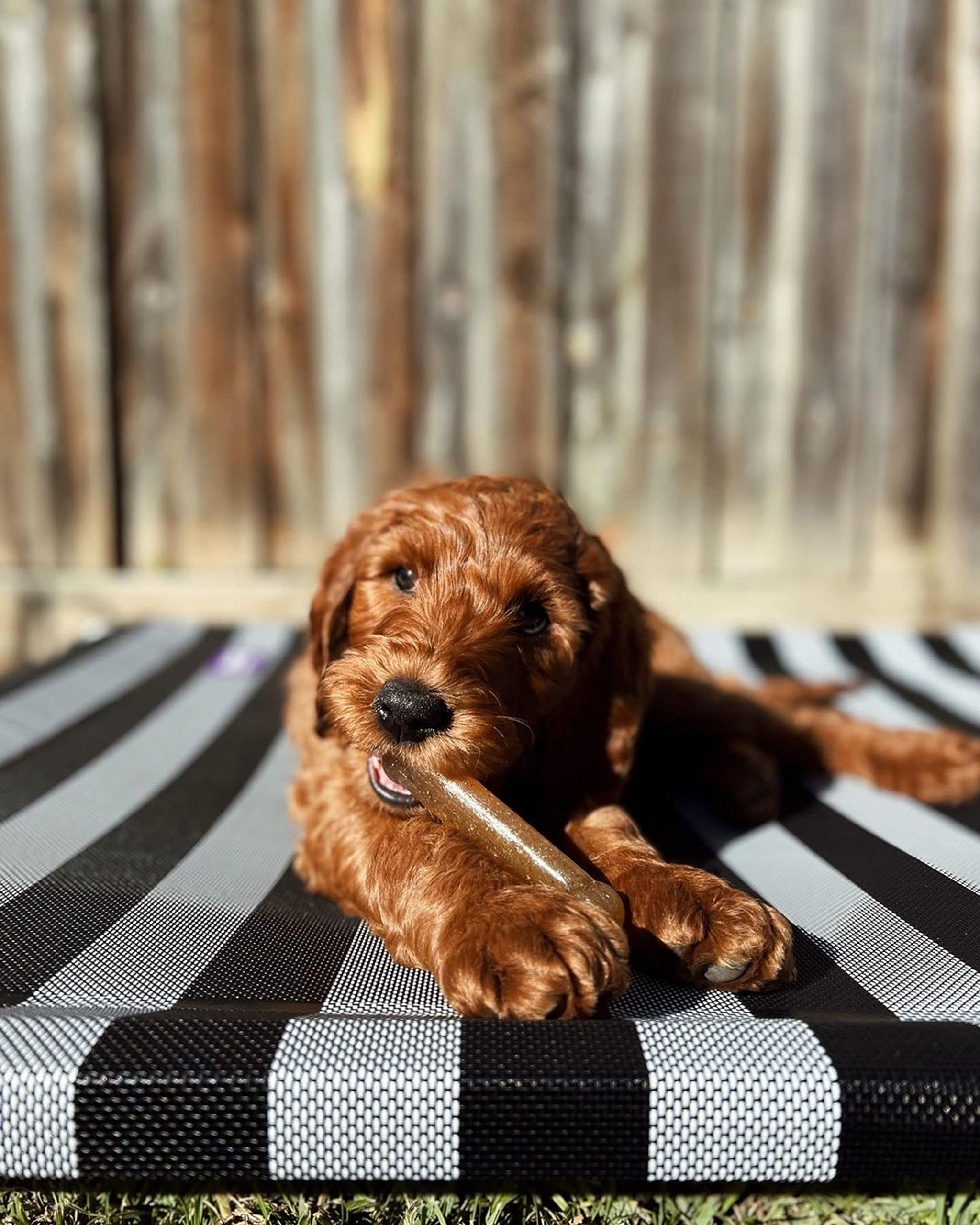 Nylabone Puppy Chew Teething Bone, Toys For Teething Puppies, Chicken Flavor, Small, Up To 25 Ibs., 1 Count