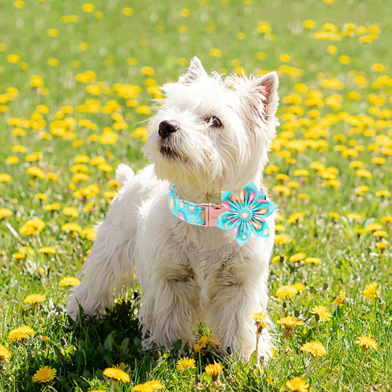 Unique Style Paws Summer Dog Collar With Floral Bow,Sunflower Bows Tie Puppy Collar, Cute Blue Dog Bow Collars For Small,Medium,