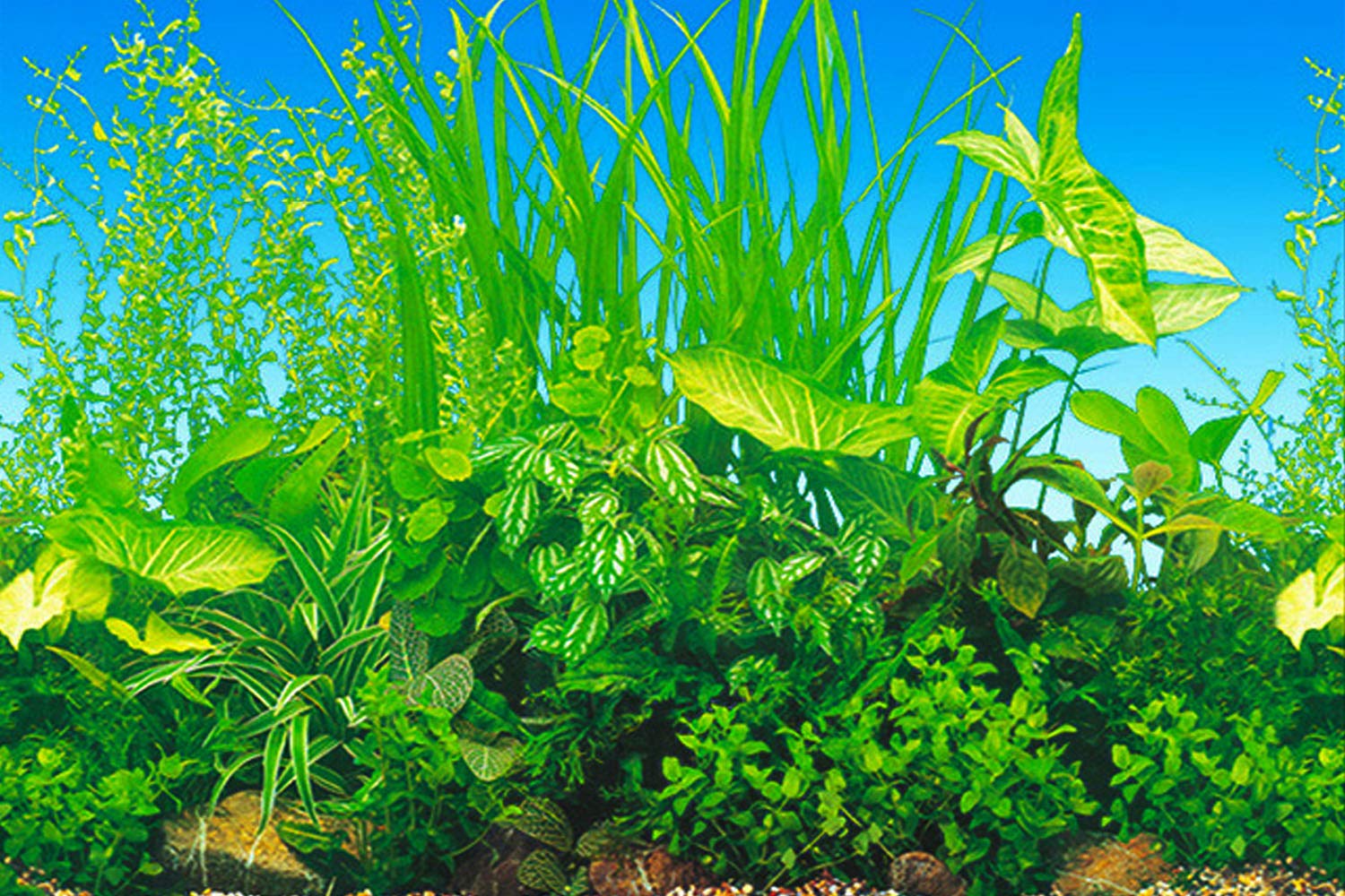 ELEBOX New 23 x 71 Fish Tank Background Paper Wallpaper 2 Sided Colorful Seaweed Water Plants Aquarium Background Picture