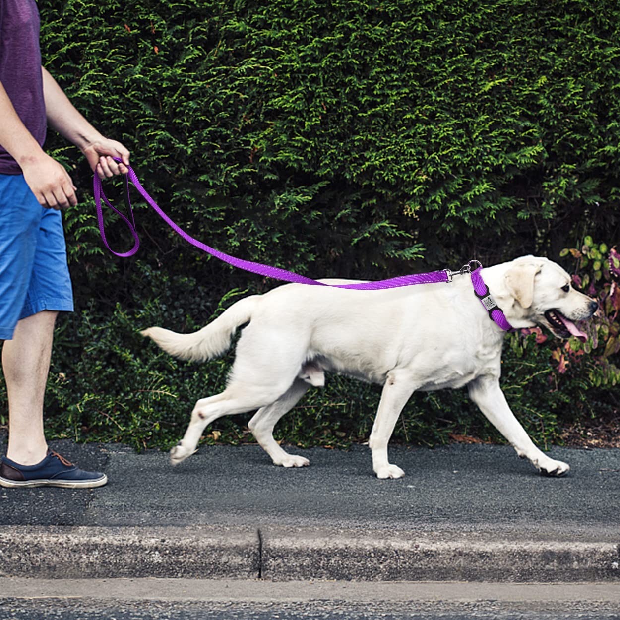 Tagme Reflective Nylon Dog Collars, Adjustable Classic Dog Collar With Quick Release Buckle For Extra Large Dogs, Purple, 1¼' Width