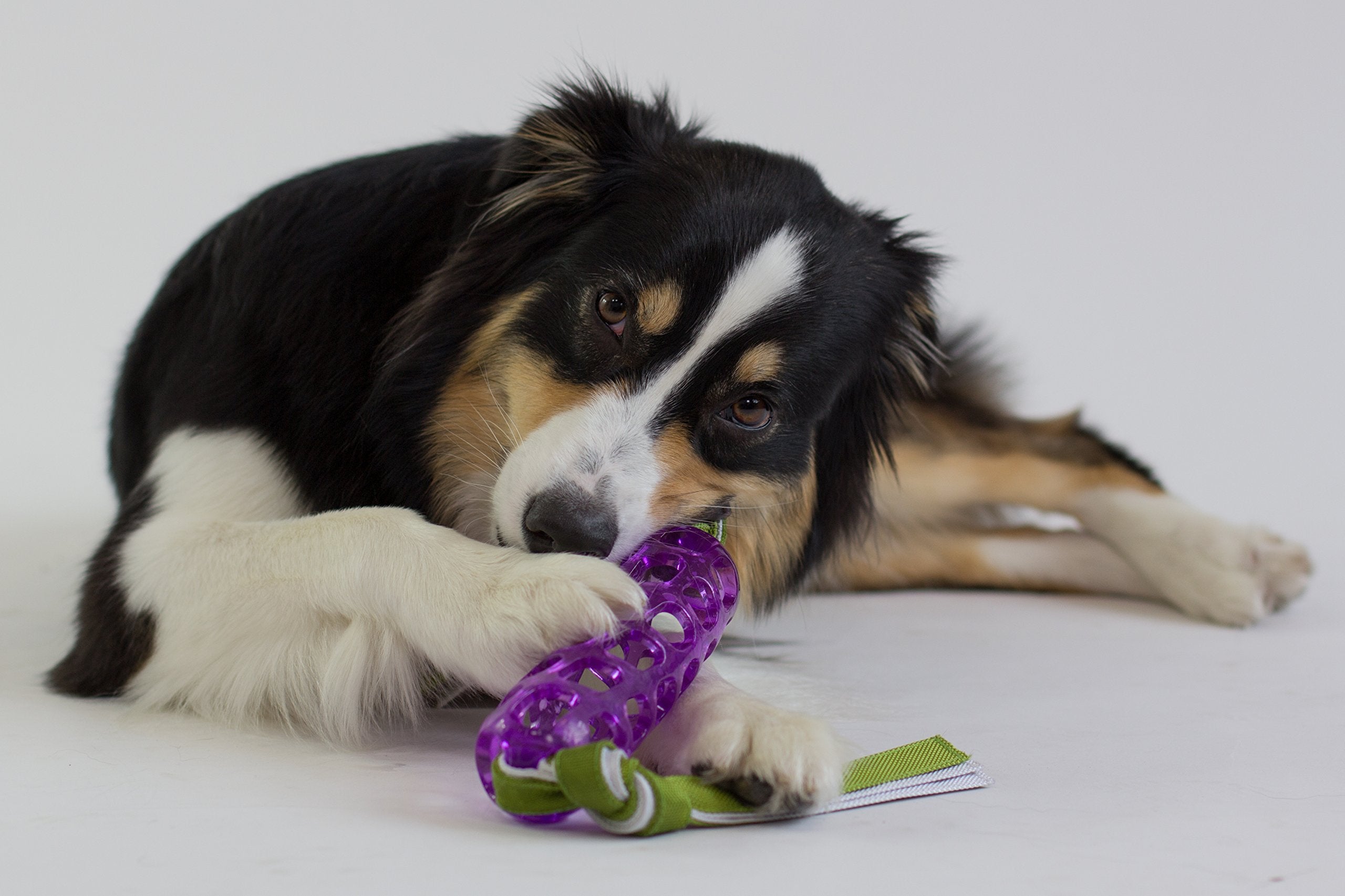 Caitec Corp (Caiab) Hero Tugtime Soft Rubber Baton, Purple Dog Toy