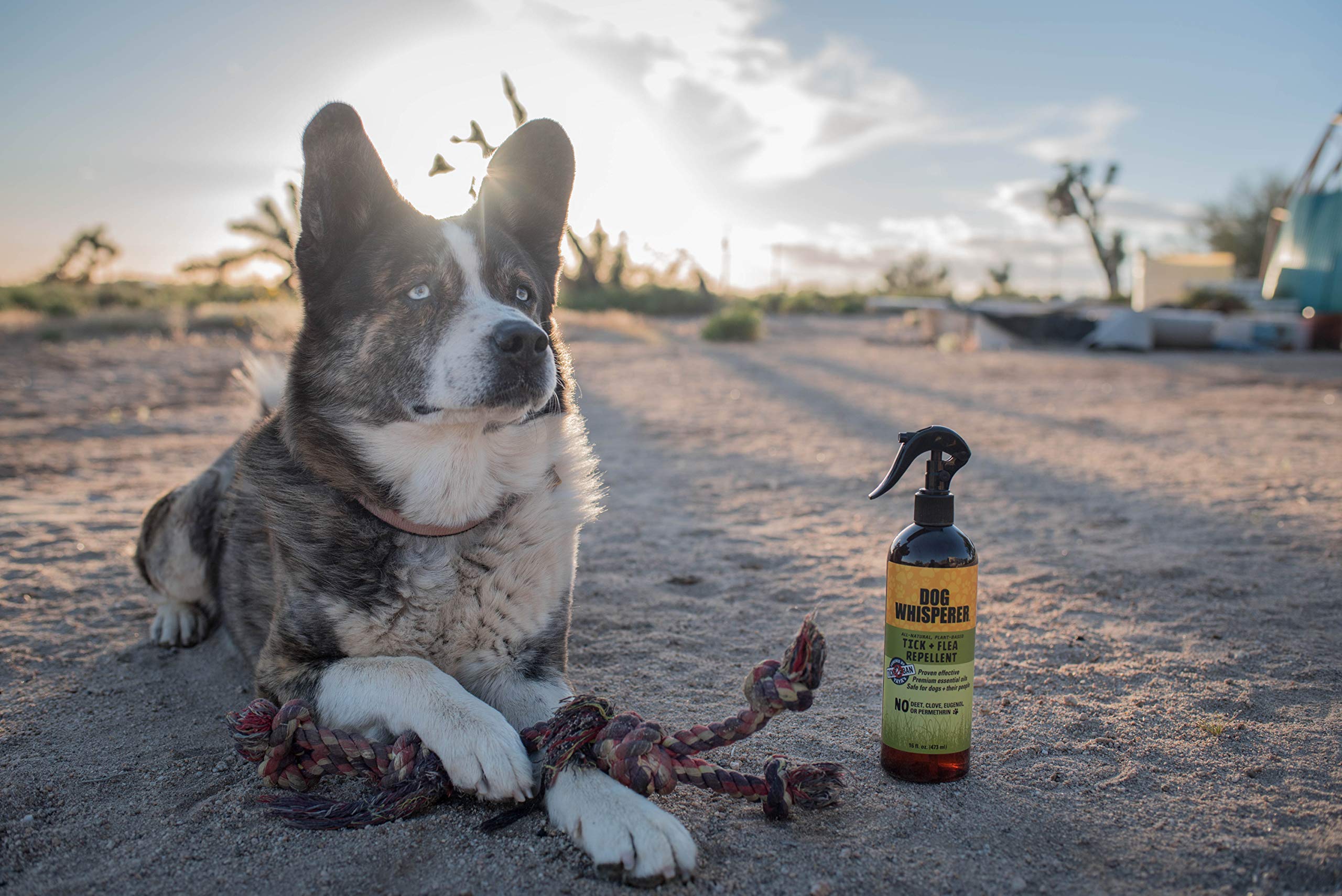 Dog Whisperer Tick + Flea Repellent, All-Natural, Extra Strength, Effective on Dogs and Their People (16 Ounce Spray)