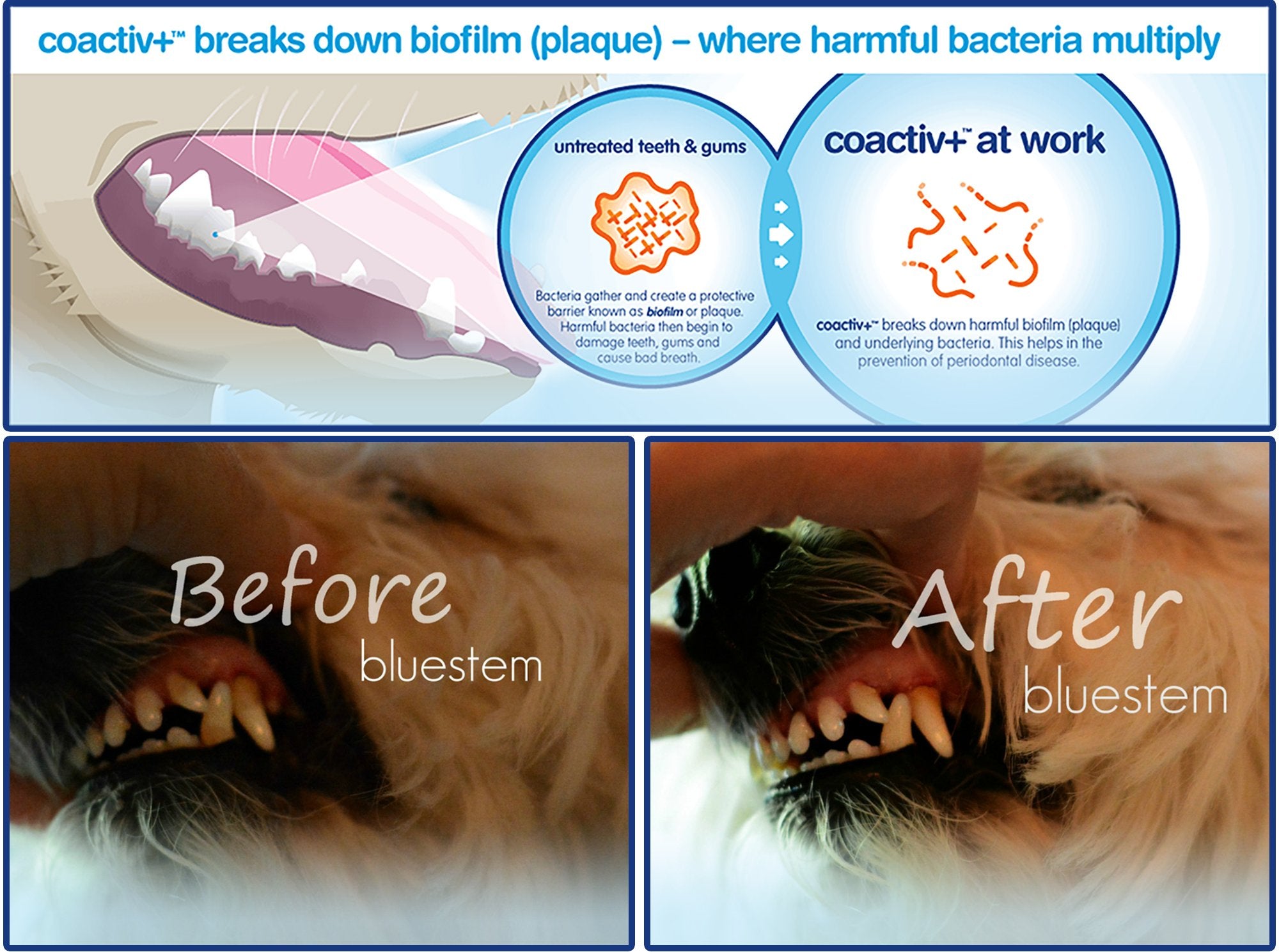 Pet Water Additive Oral Care: for Dogs & Cats Bad Breath, Dental Rinse Freshener Treats Plaque & Teeth Tartar. Dog & Cat Mouth C